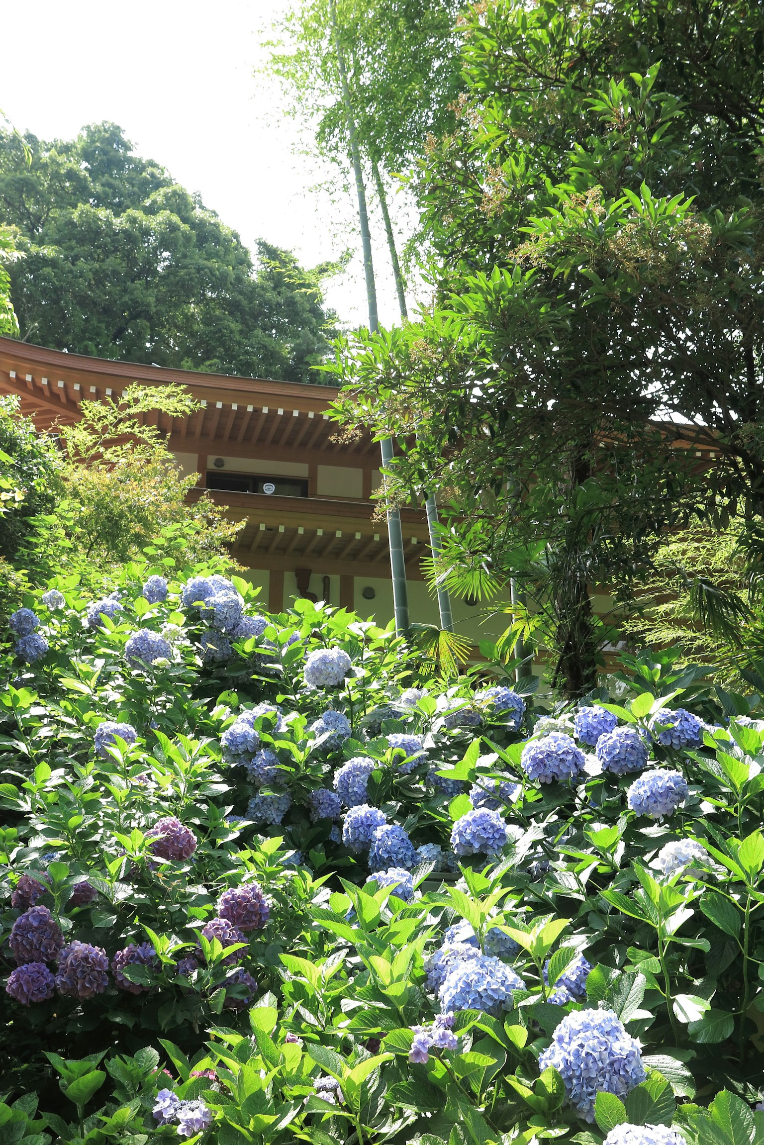 Garden scene featuring blooming blue and purple hydrangeas with a traditional building in the background