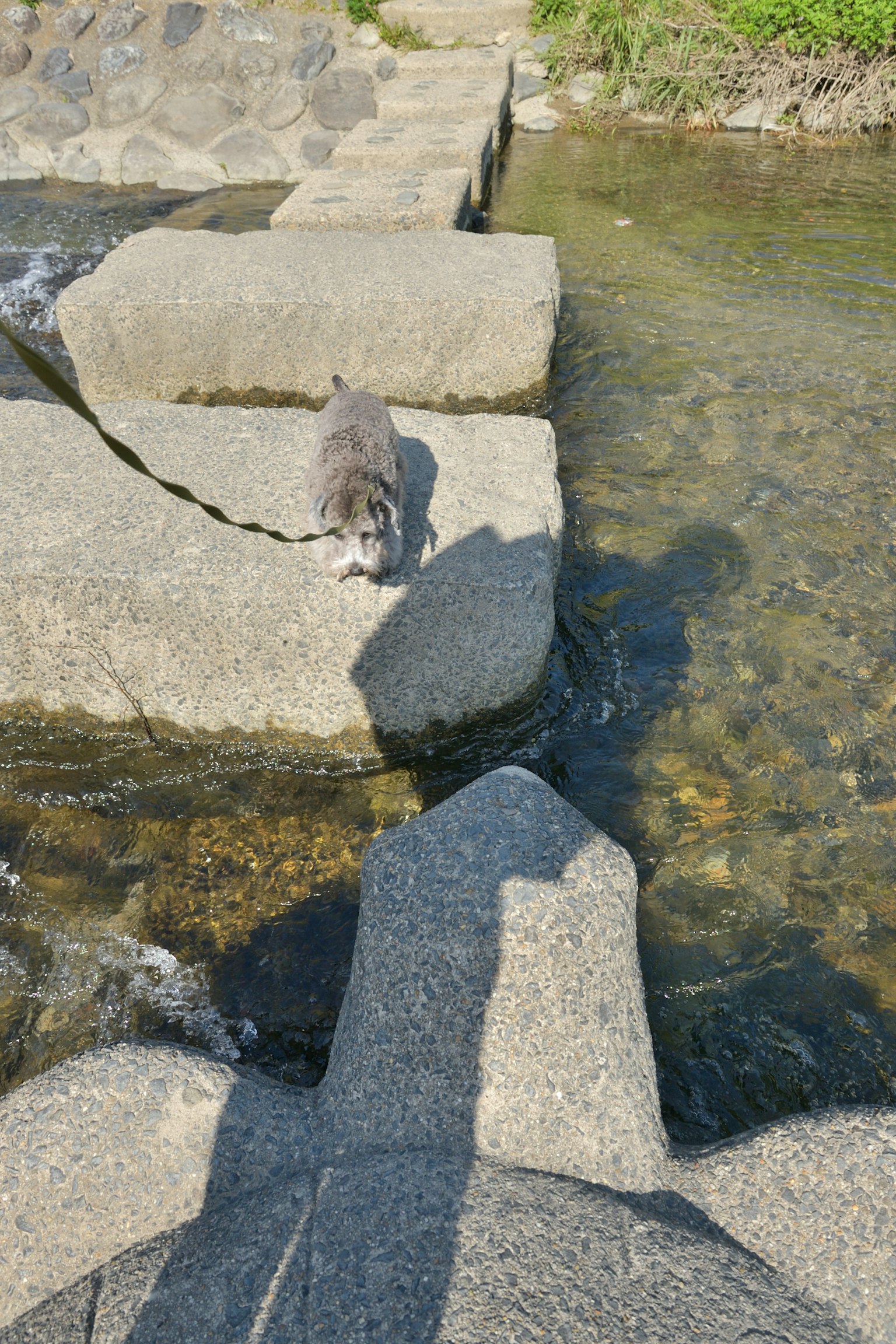 Un perro caminando sobre piedras junto a un río con su sombra visible