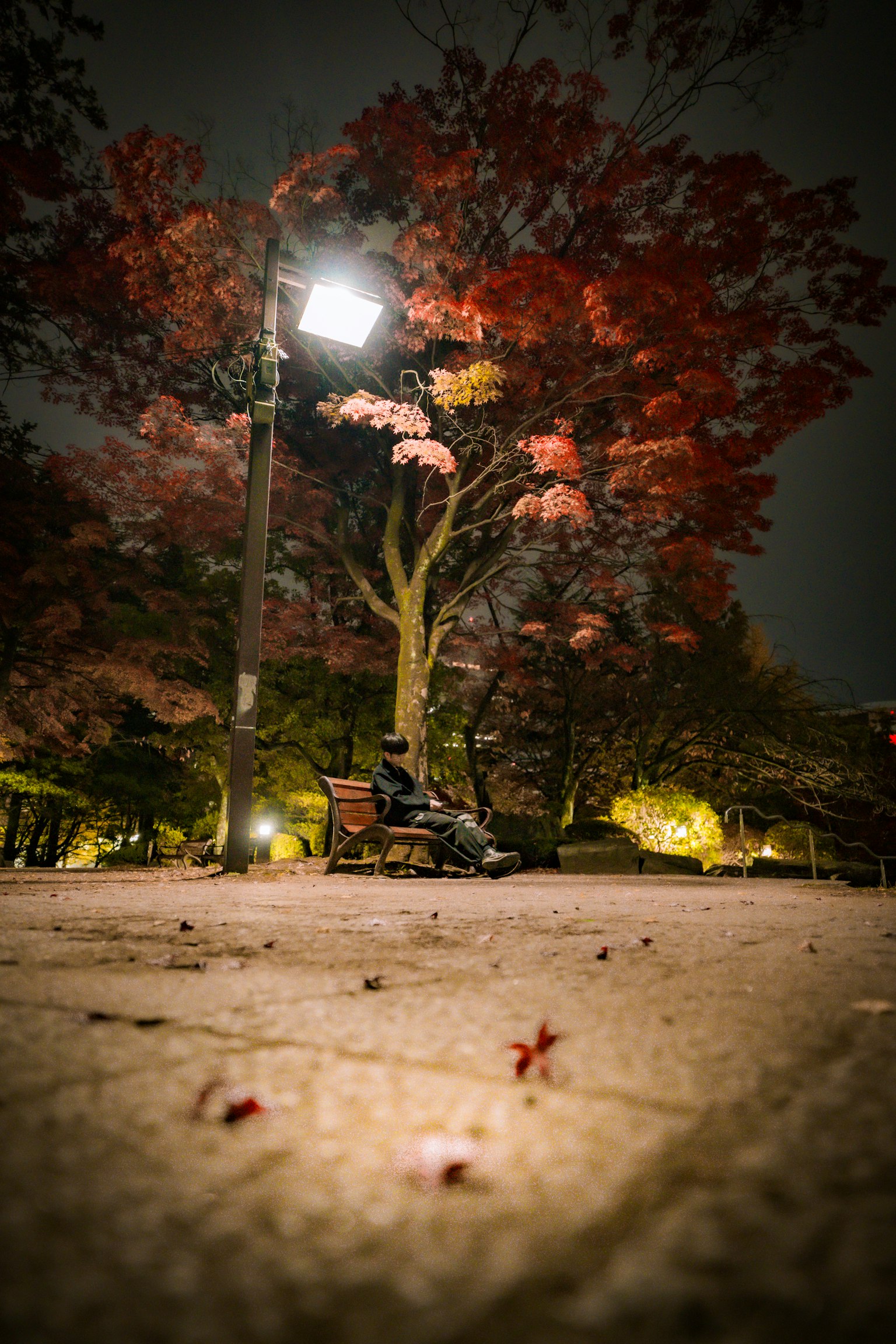 Parkbank unter einem rotblättrigen Baum bei Nacht mit gefallenen Blättern