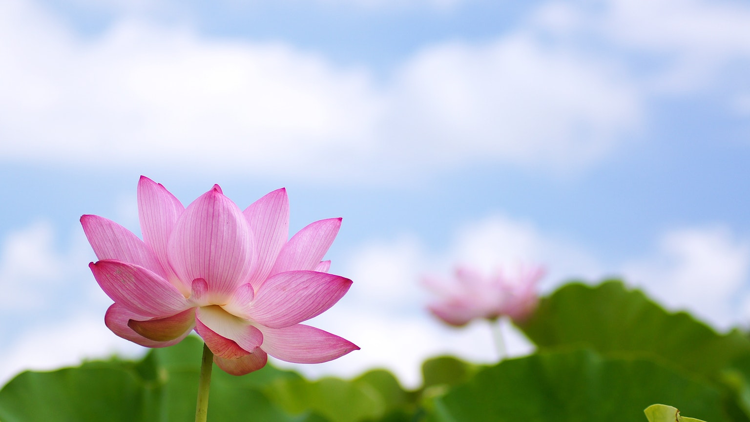 Pink lotus flower blooming under blue sky with green leaves