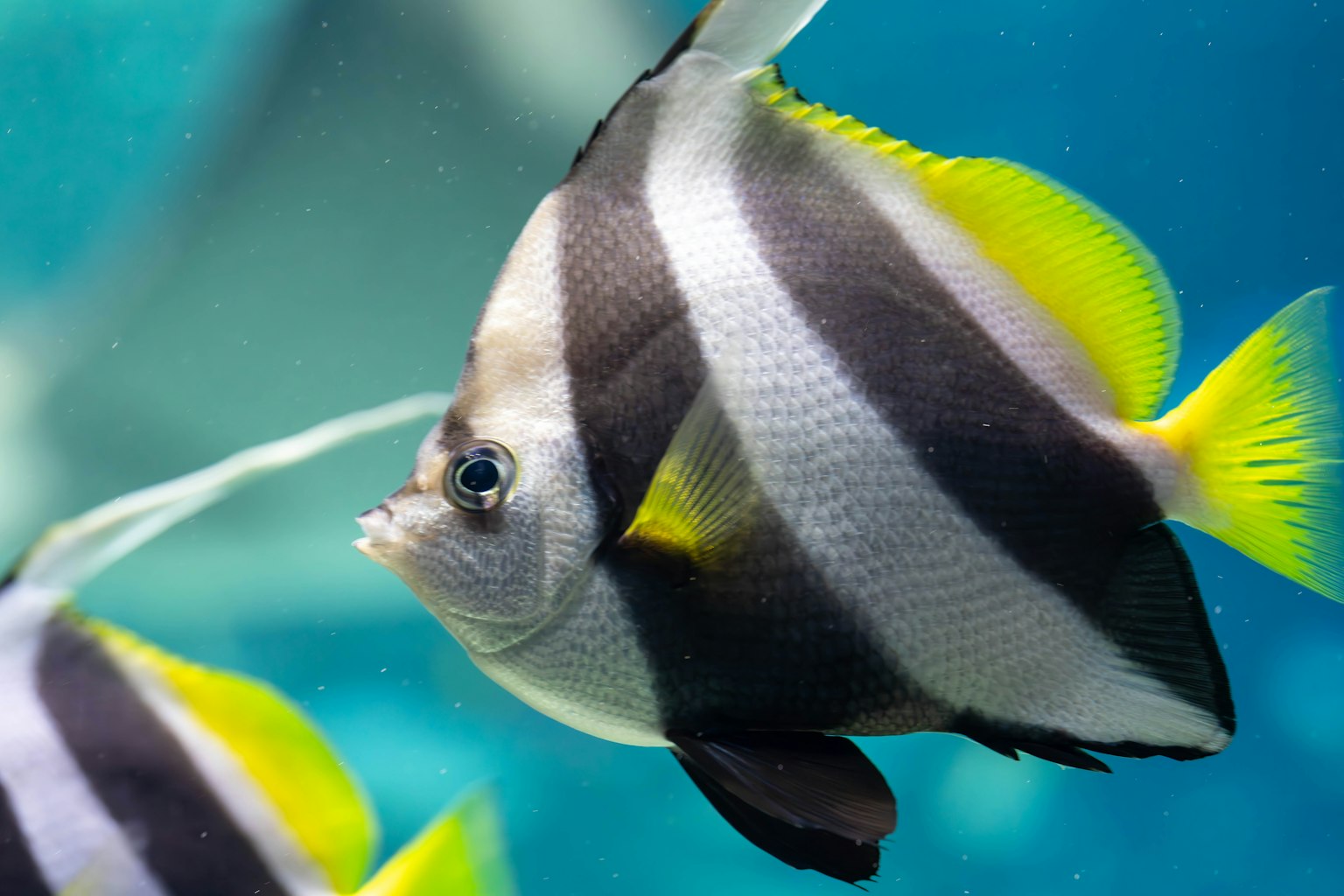 Ein wunderschöner gestreifter Fisch schwimmt unter Wasser