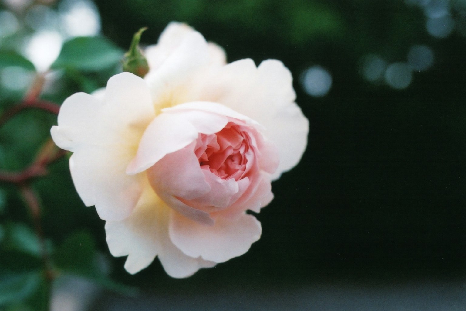 Zarte rosa Blüte umgeben von grünen Blättern