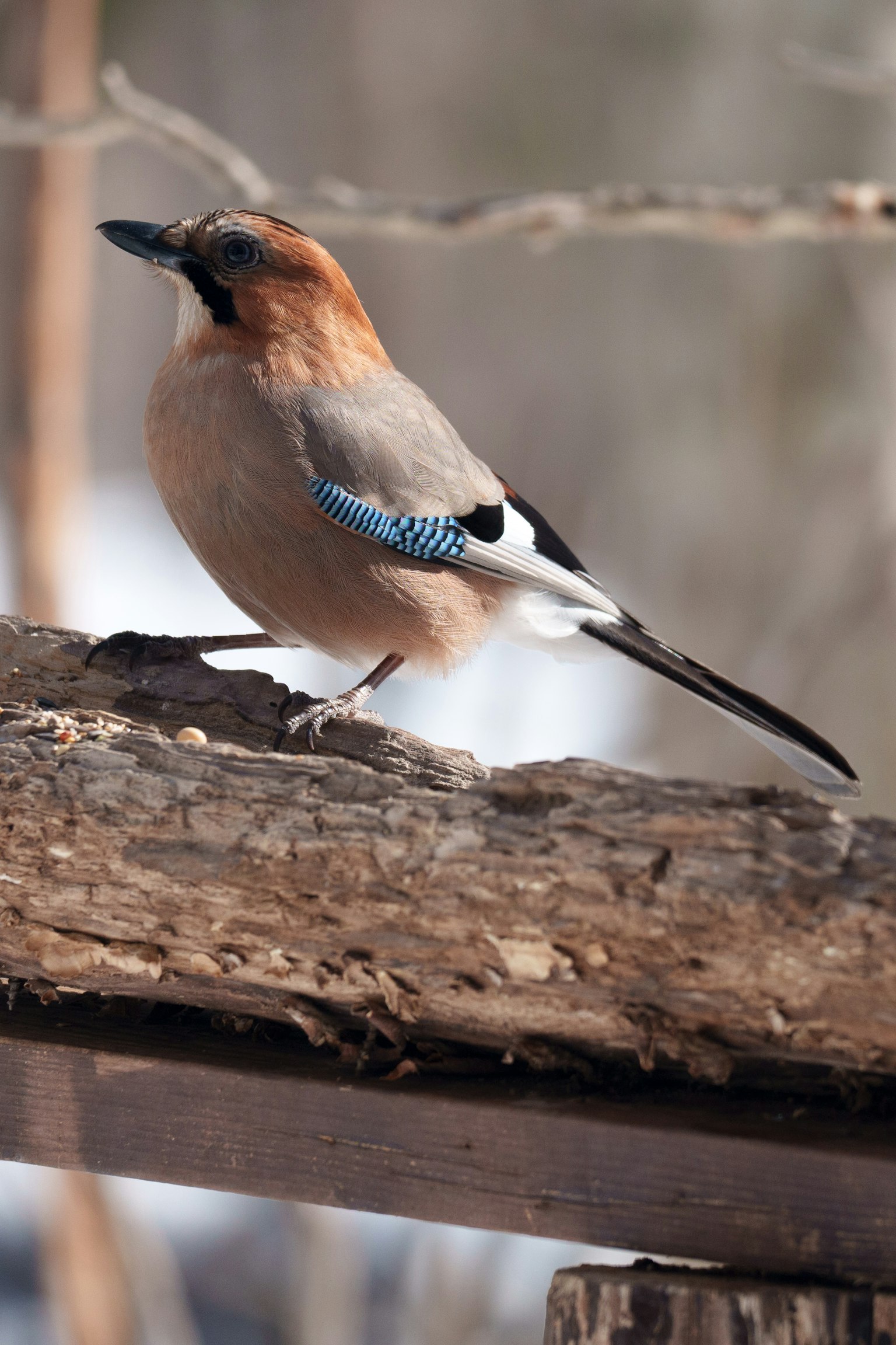 Ein Eurasischer Jay sitzt auf einem Ast mit auffälligen blauen Federn und einem orangefarbenen Kopf