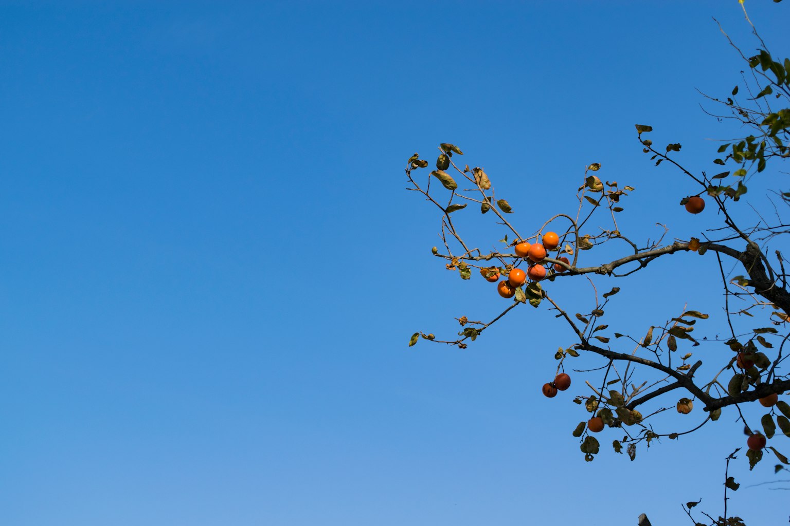 Rama con frutas naranjas contra un cielo azul claro