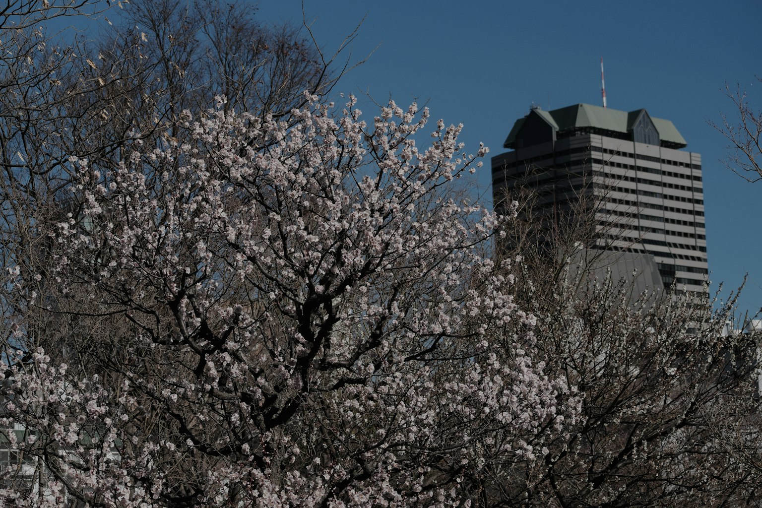 Pohon sakura yang mekar dengan bangunan modern di latar belakang