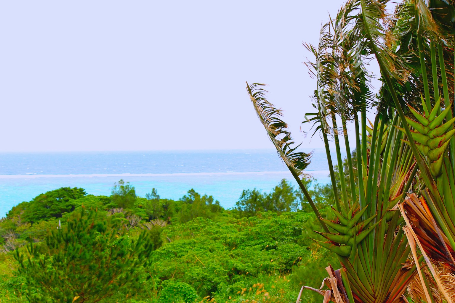 Vista panoramica con vegetazione lussureggiante e oceano blu