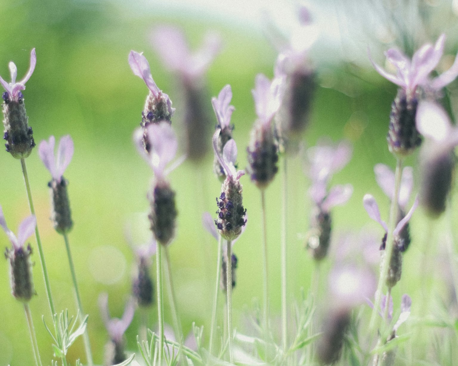 Lavender flowers blooming in soft purple hues