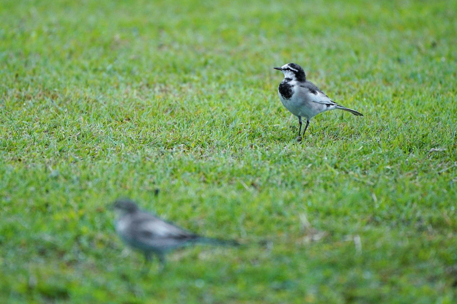 Un pájaro blanco y negro de pie sobre césped verde con un pájaro borroso al fondo