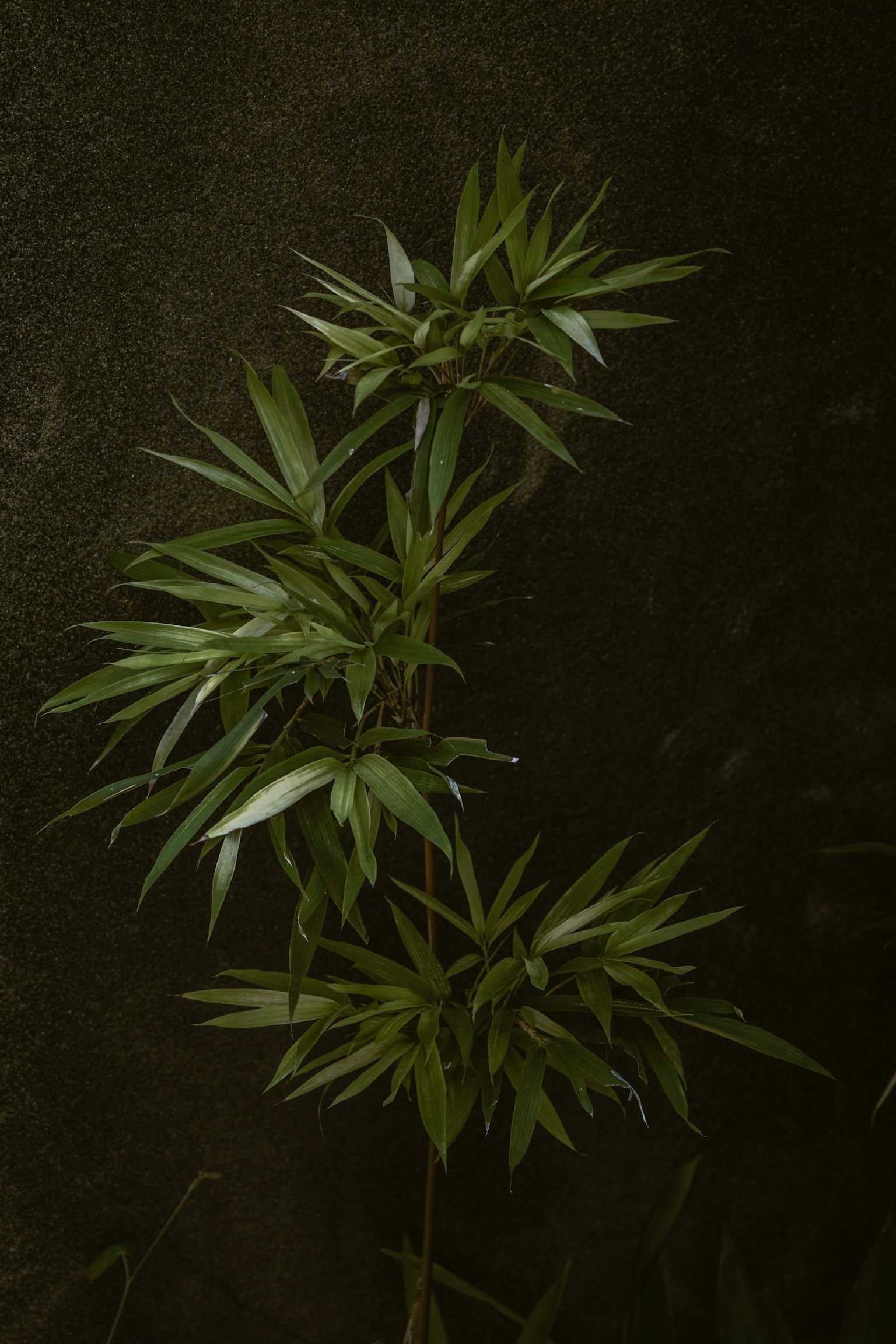 Close-up of a green plant with slender leaves against a dark background