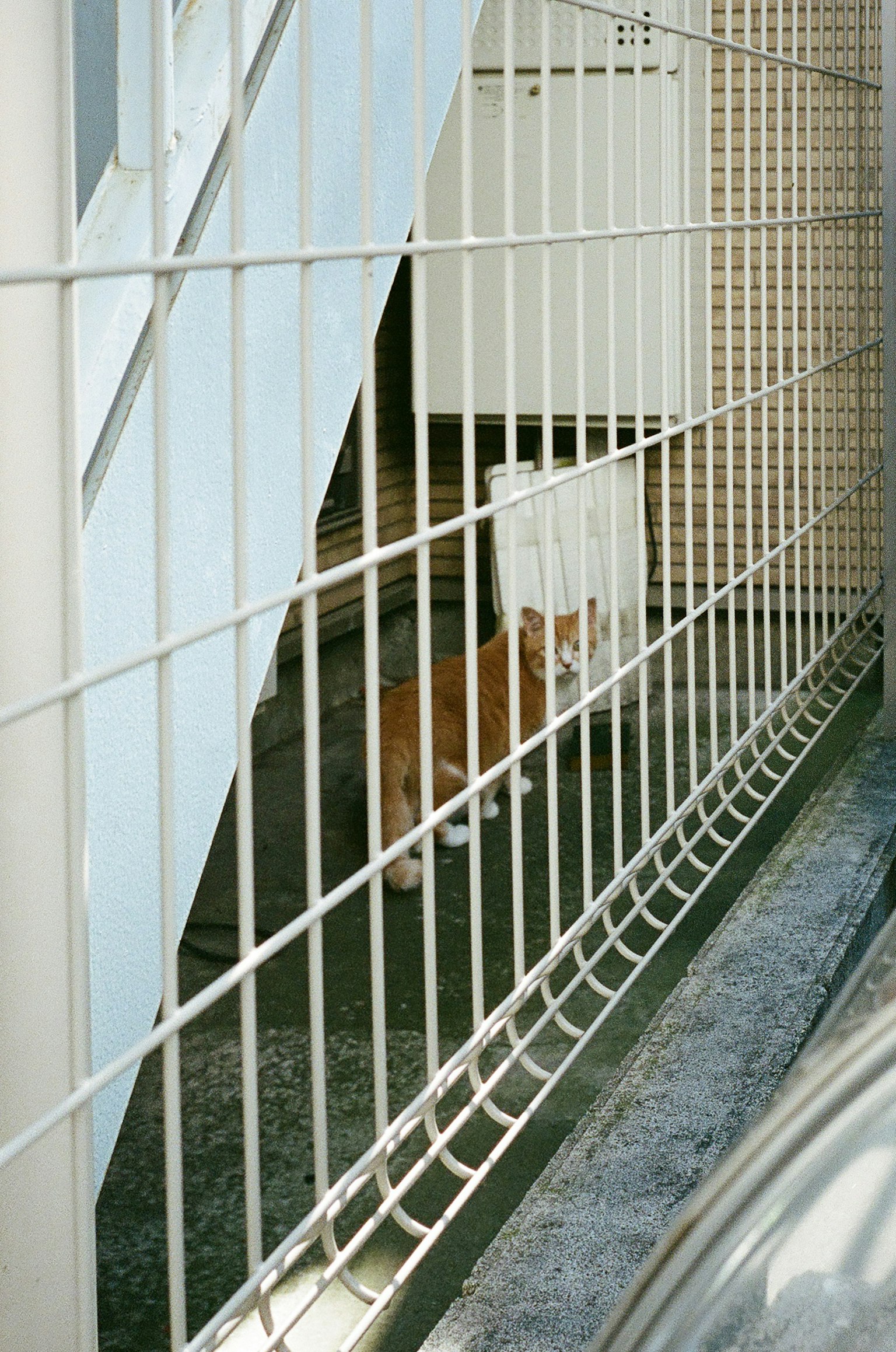 Kucing oranye terlihat melalui pagar di bawah tangga