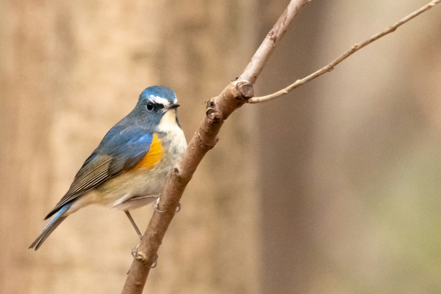 Un piccolo uccello con piume blu e pancia arancione appollaiato su un ramo