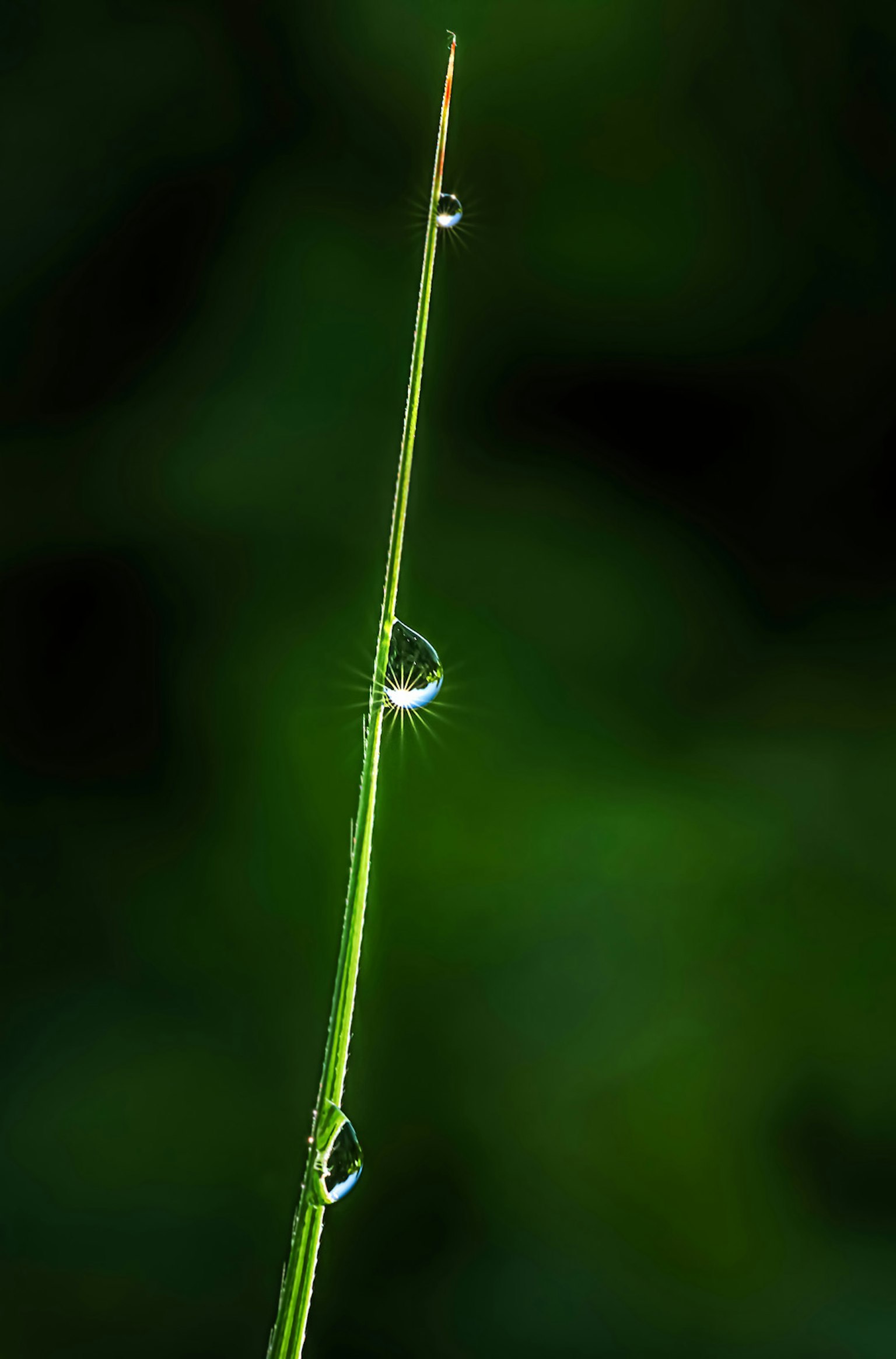 Une tige d'herbe verte avec des gouttes d'eau sur elle sur un fond sombre