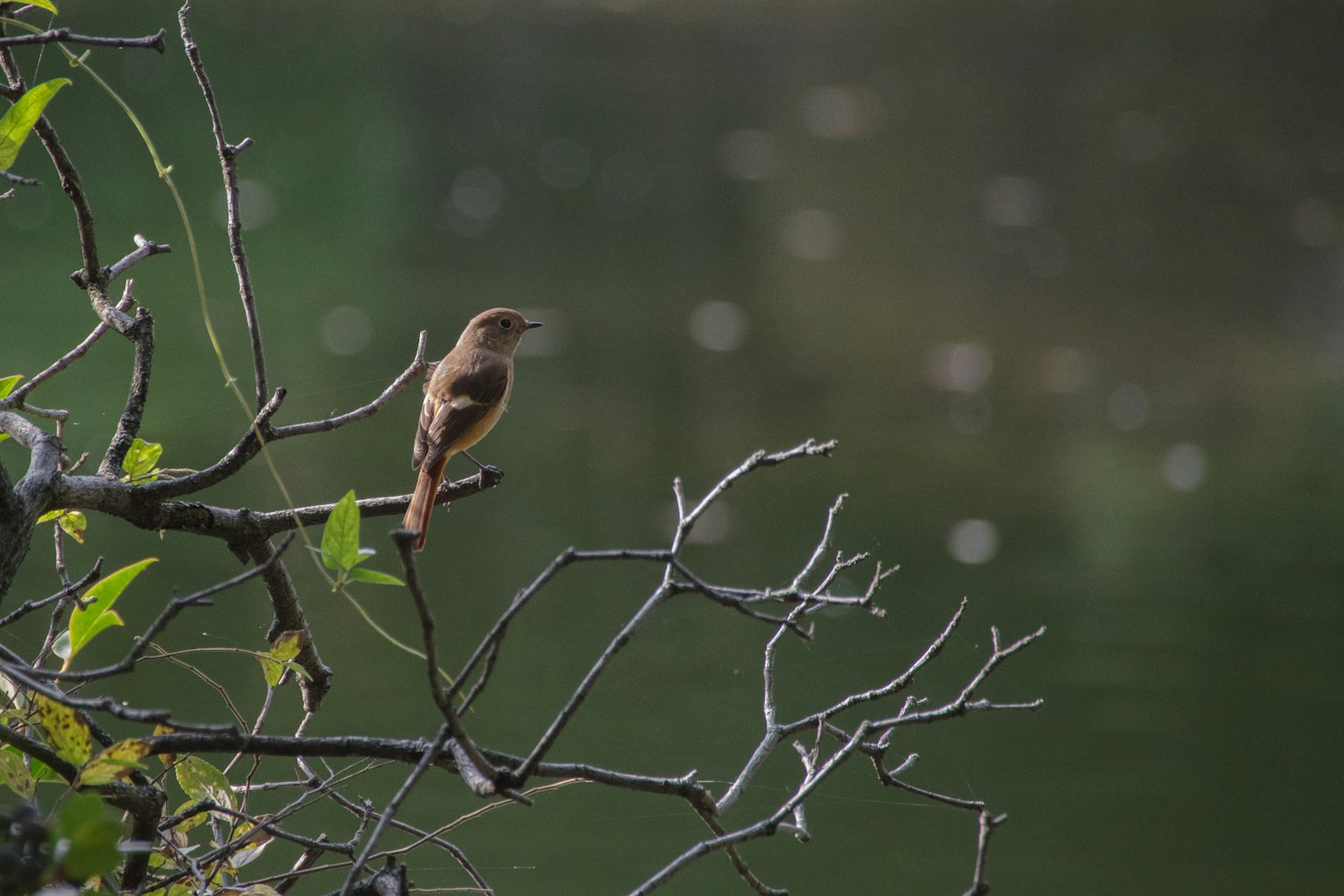 A small bird perched on a twig against a green background
