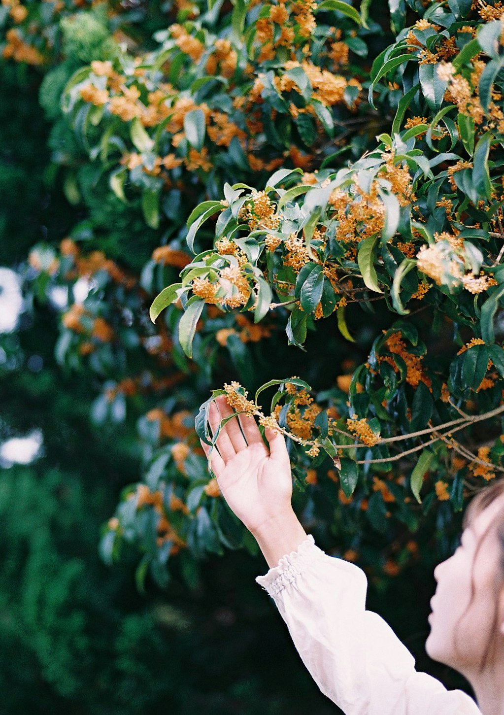 hand reaching toward blooming branches image