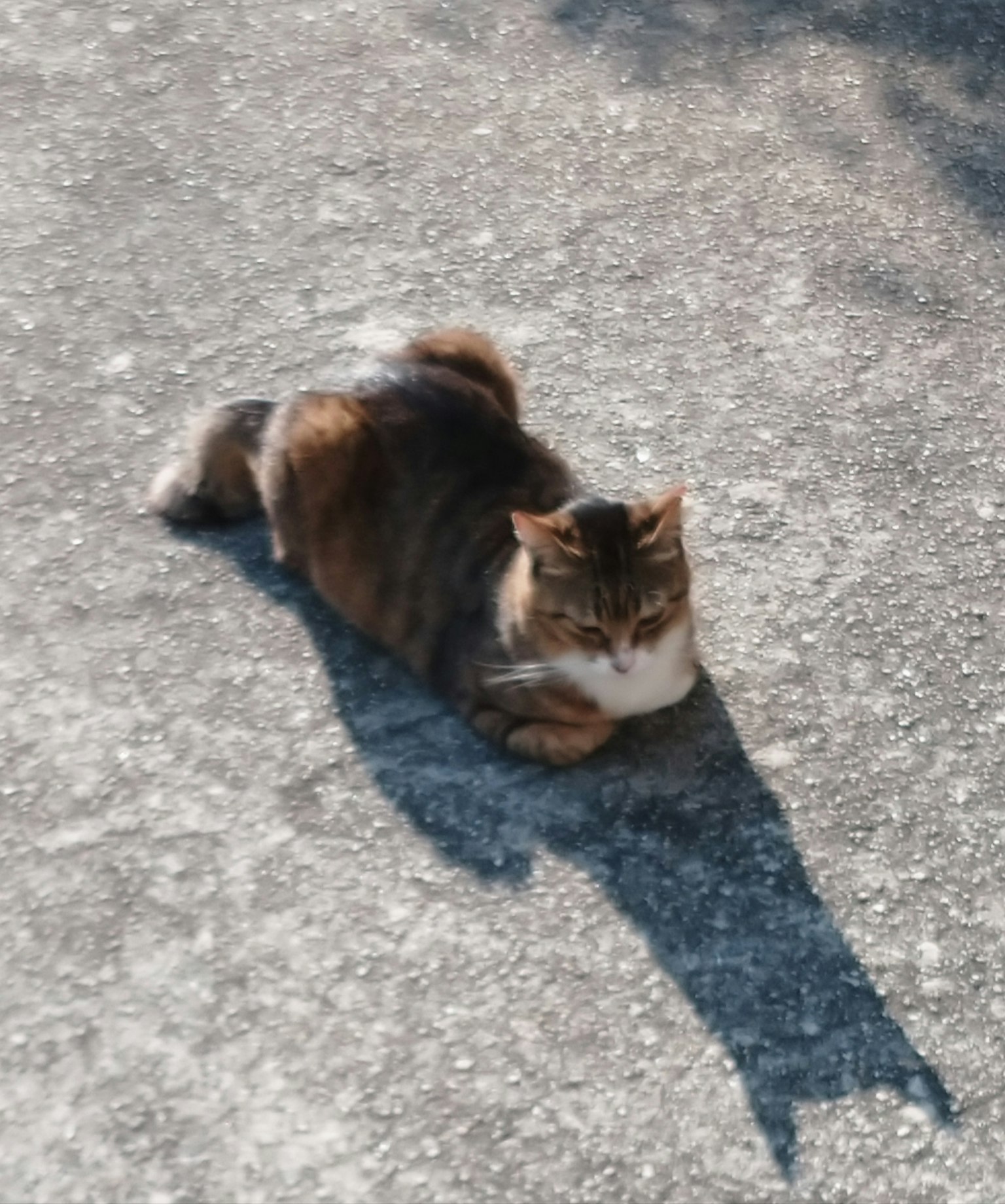Kucing calico berbaring di bawah sinar matahari dengan bayangan di tanah