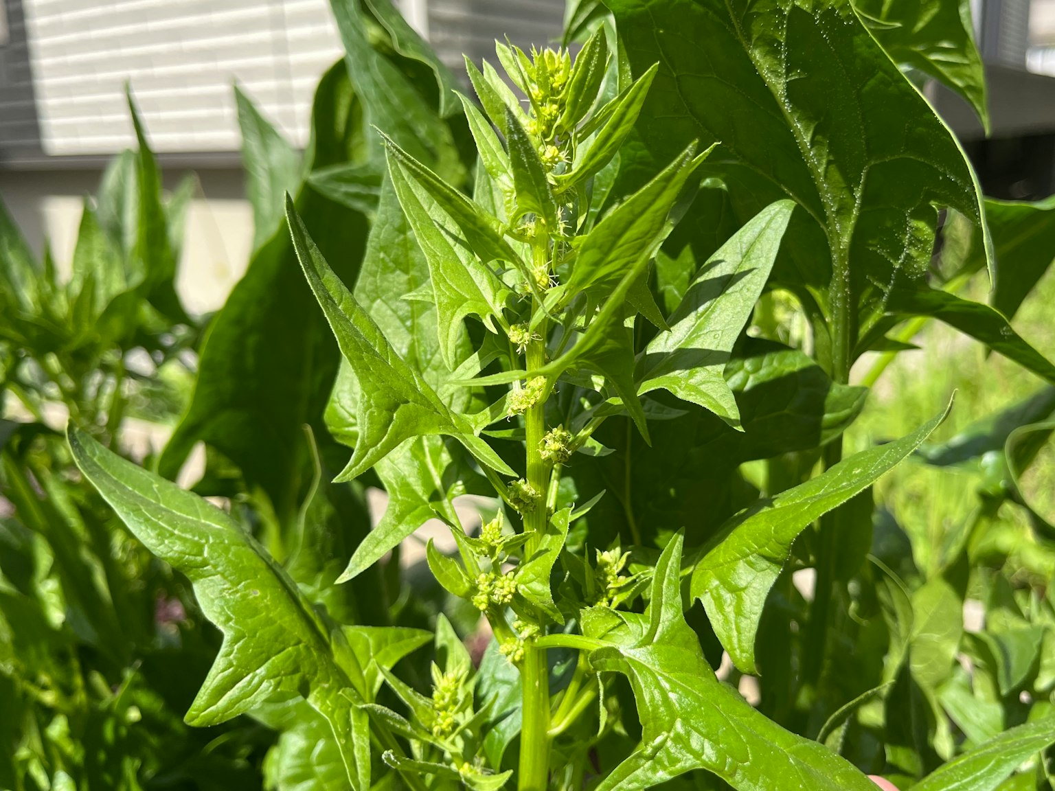 Gros plan d'une plante verte avec des feuilles et des bourgeons