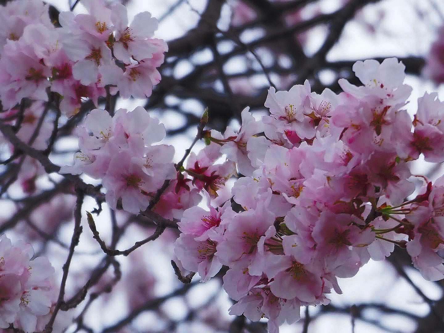 Spring cherry blossoms on tree branches close-up