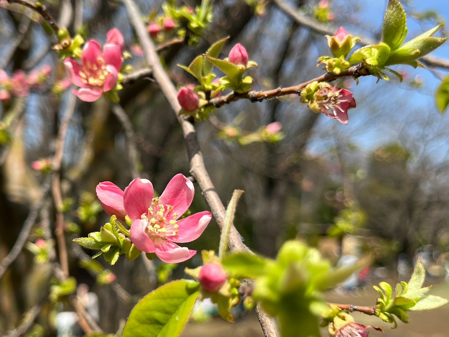 Acercamiento de ramas con delicadas flores rosas en flor