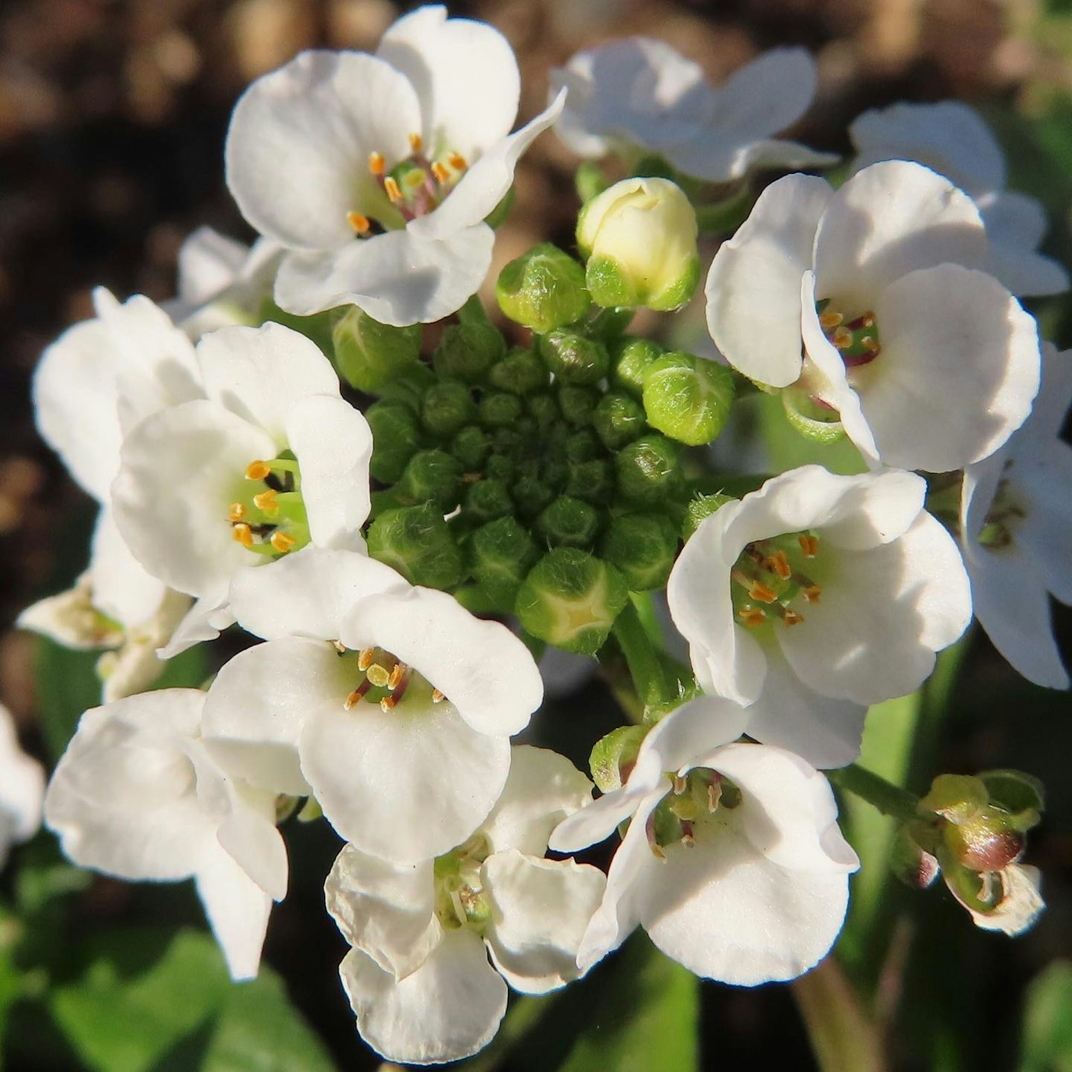 Regroupement de fleurs blanches avec des boutons verts au centre