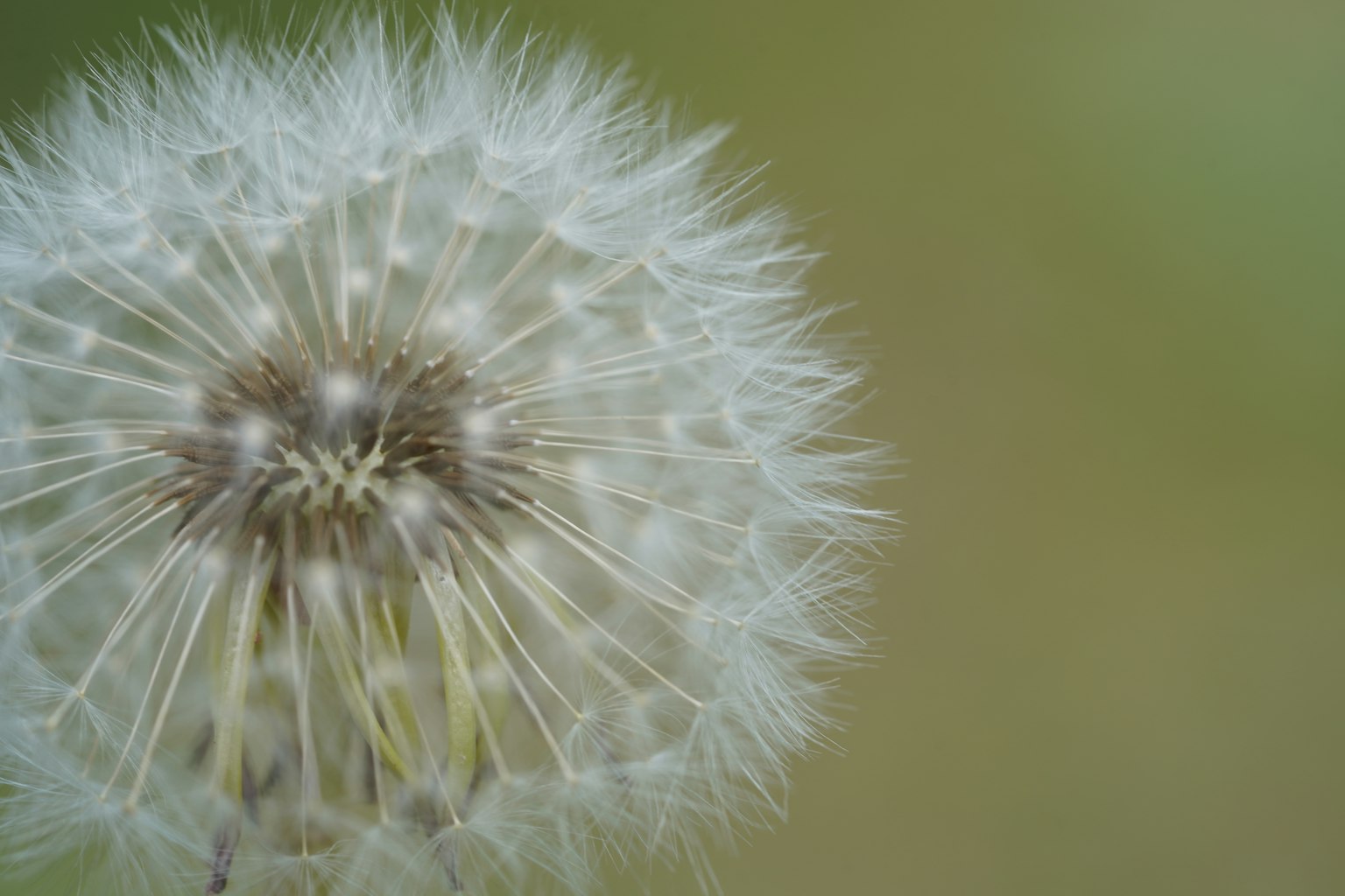 Close-up of a white dandelion puff with a soft background