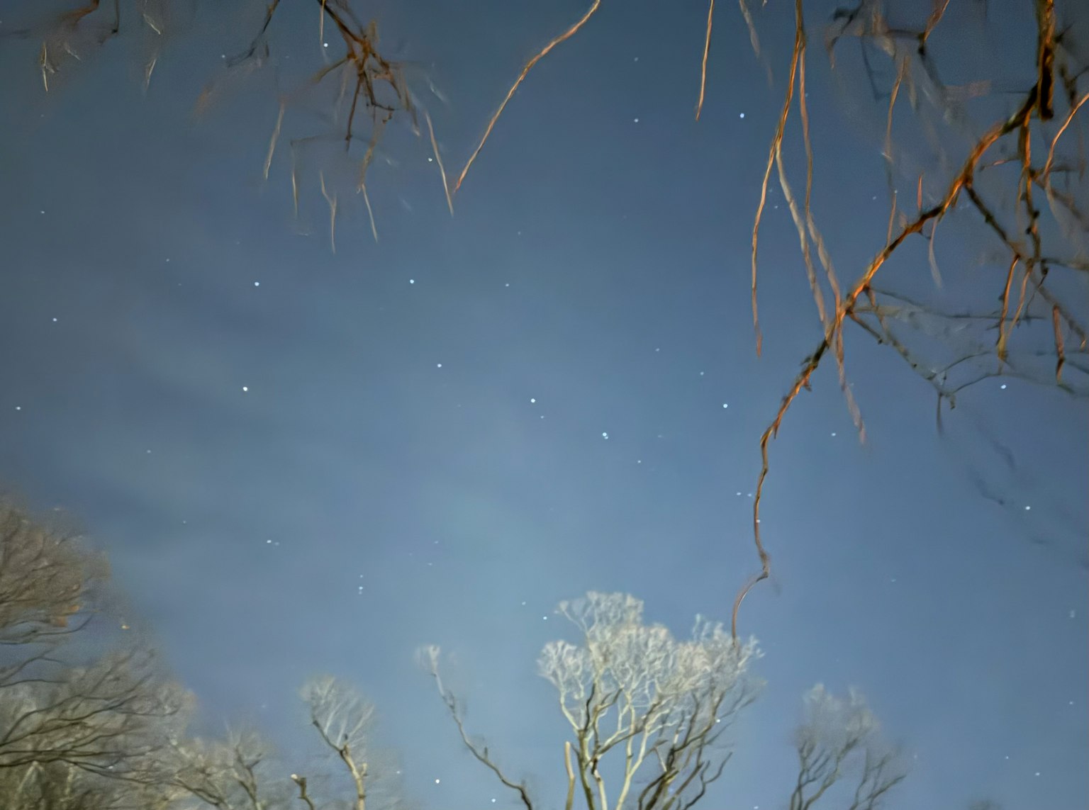 Silhouette d'arbres contre un ciel nocturne bleu rempli d'étoiles