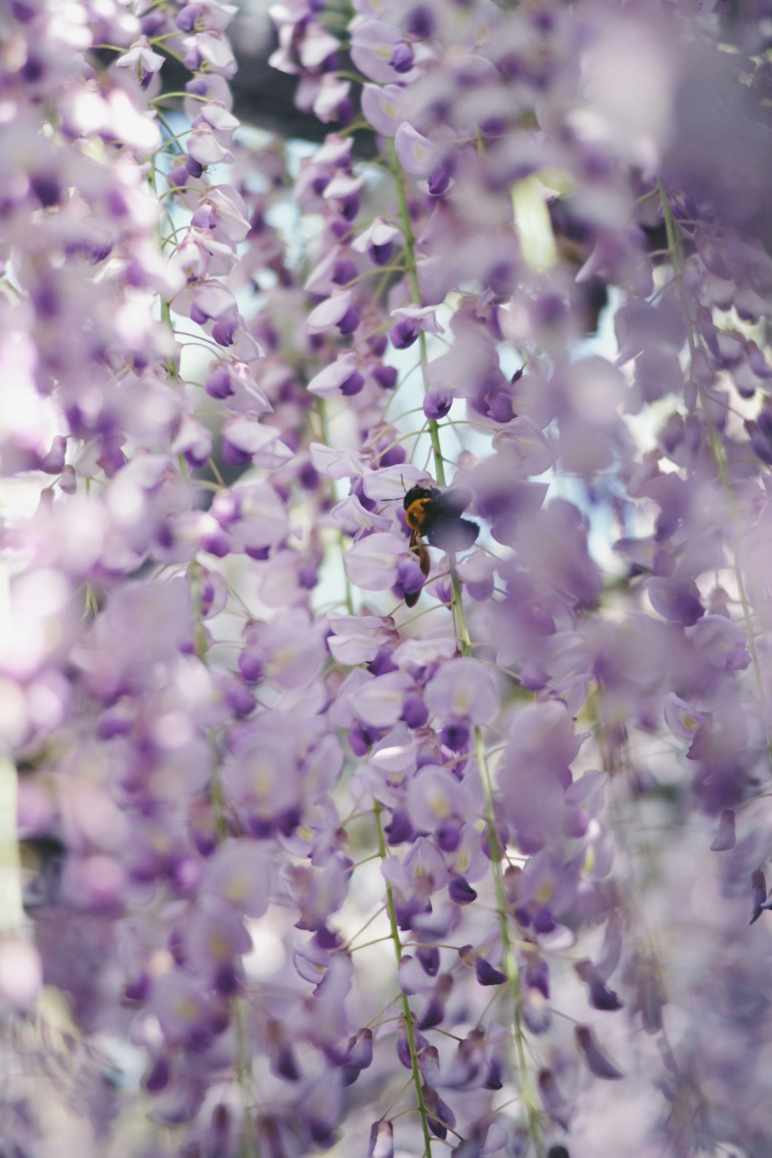 Bee among cascading purple wisteria flowers