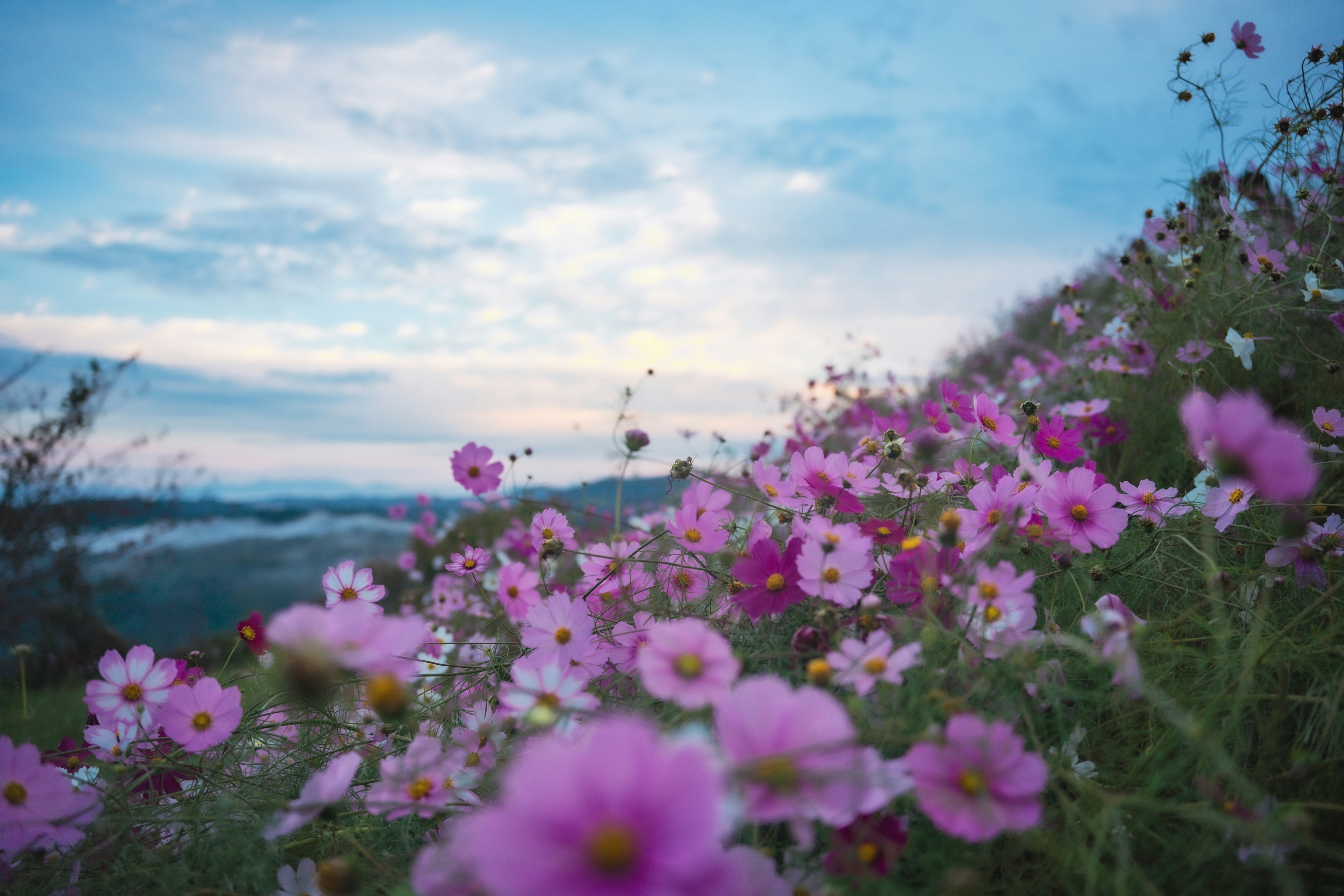 campo de cosmos rosados en flor en una colina costera