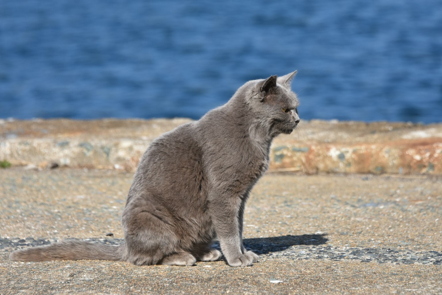 Gato gris sentado sobre una superficie de piedra con agua azul de fondo