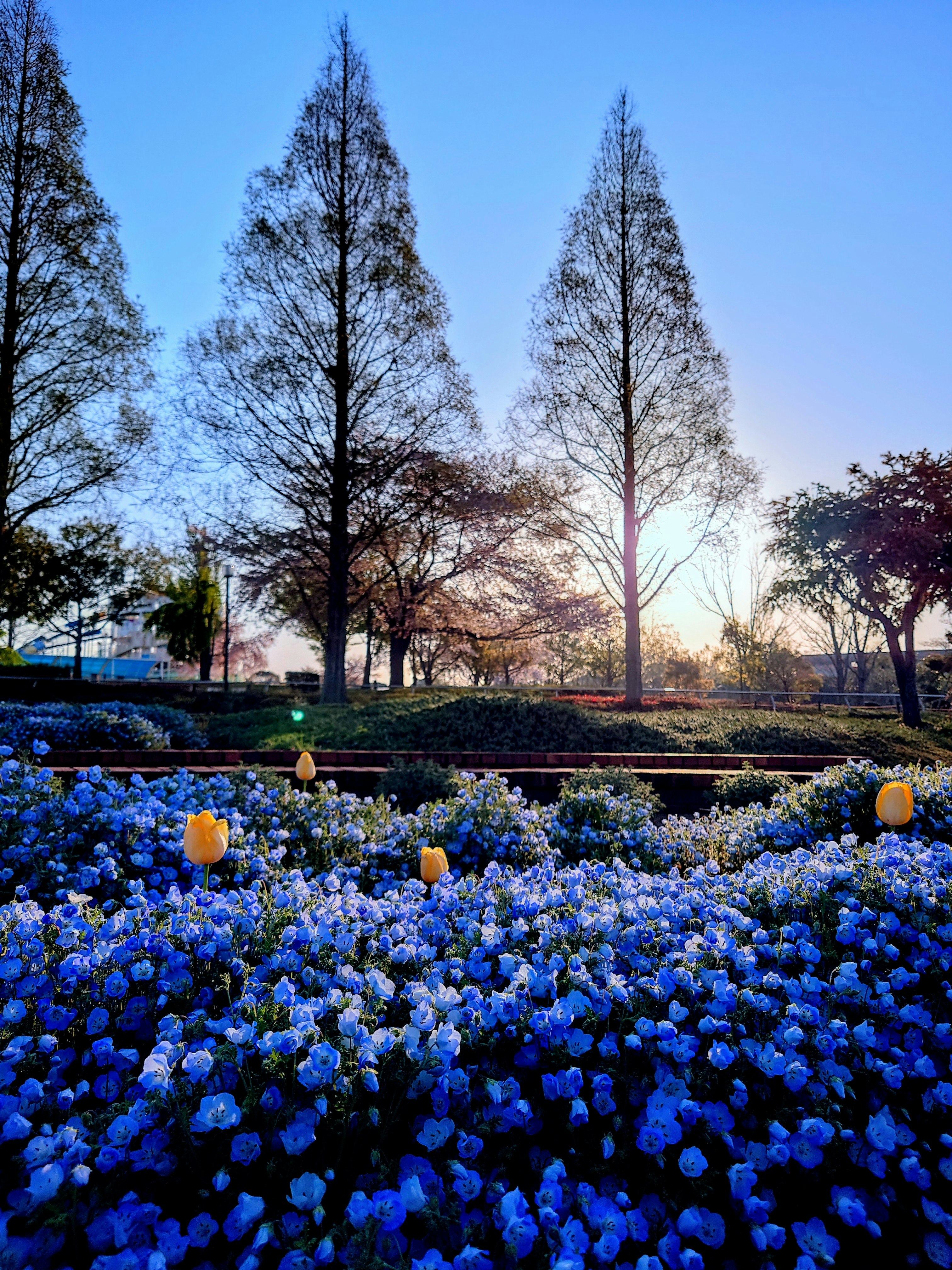 campo di fiori di nemofila in primavera con viale alberato e luce del mattino