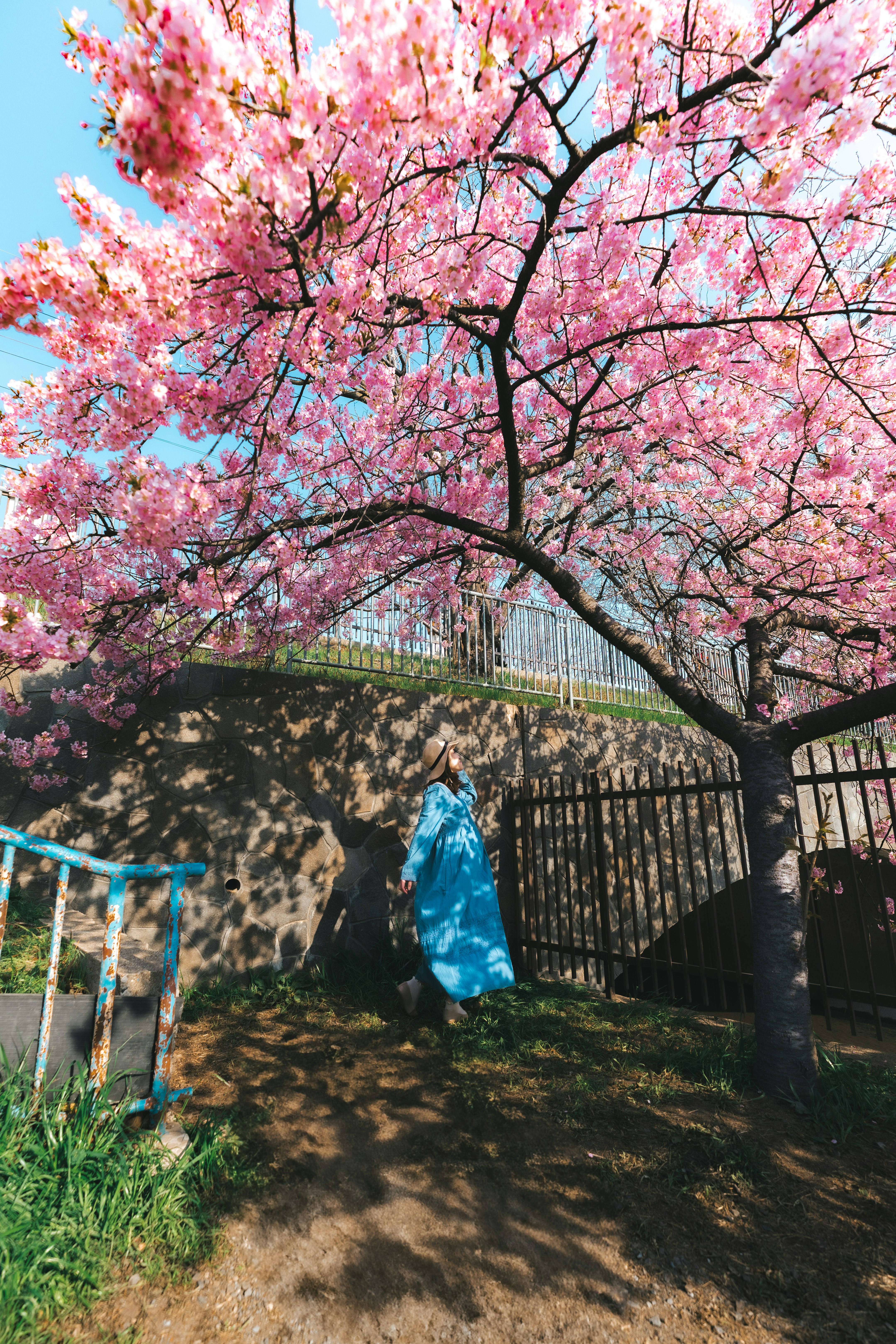albero di ciliegio in fiore in un giardino con una recinzione