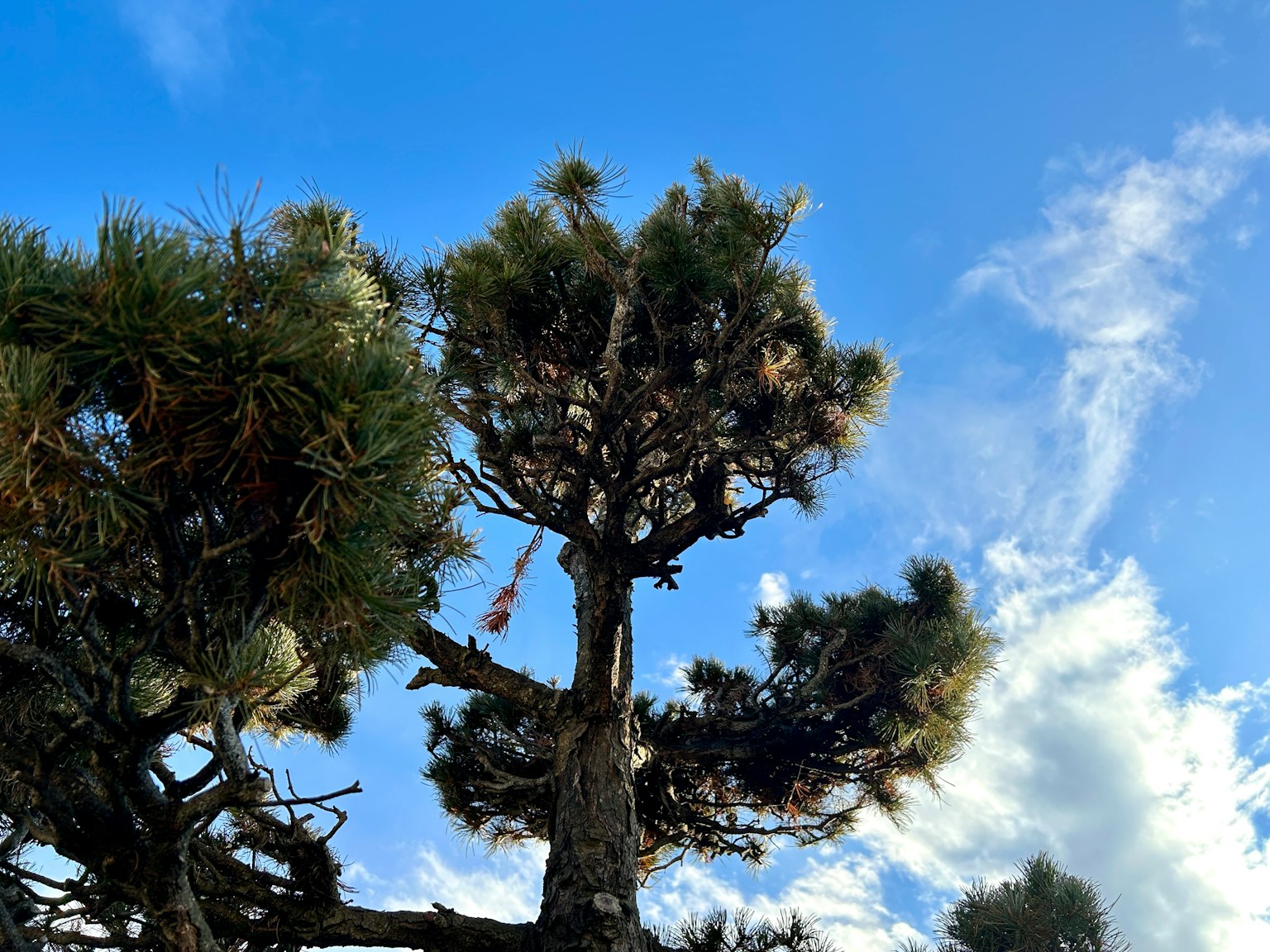 Tall pine tree branches and foliage under a blue sky