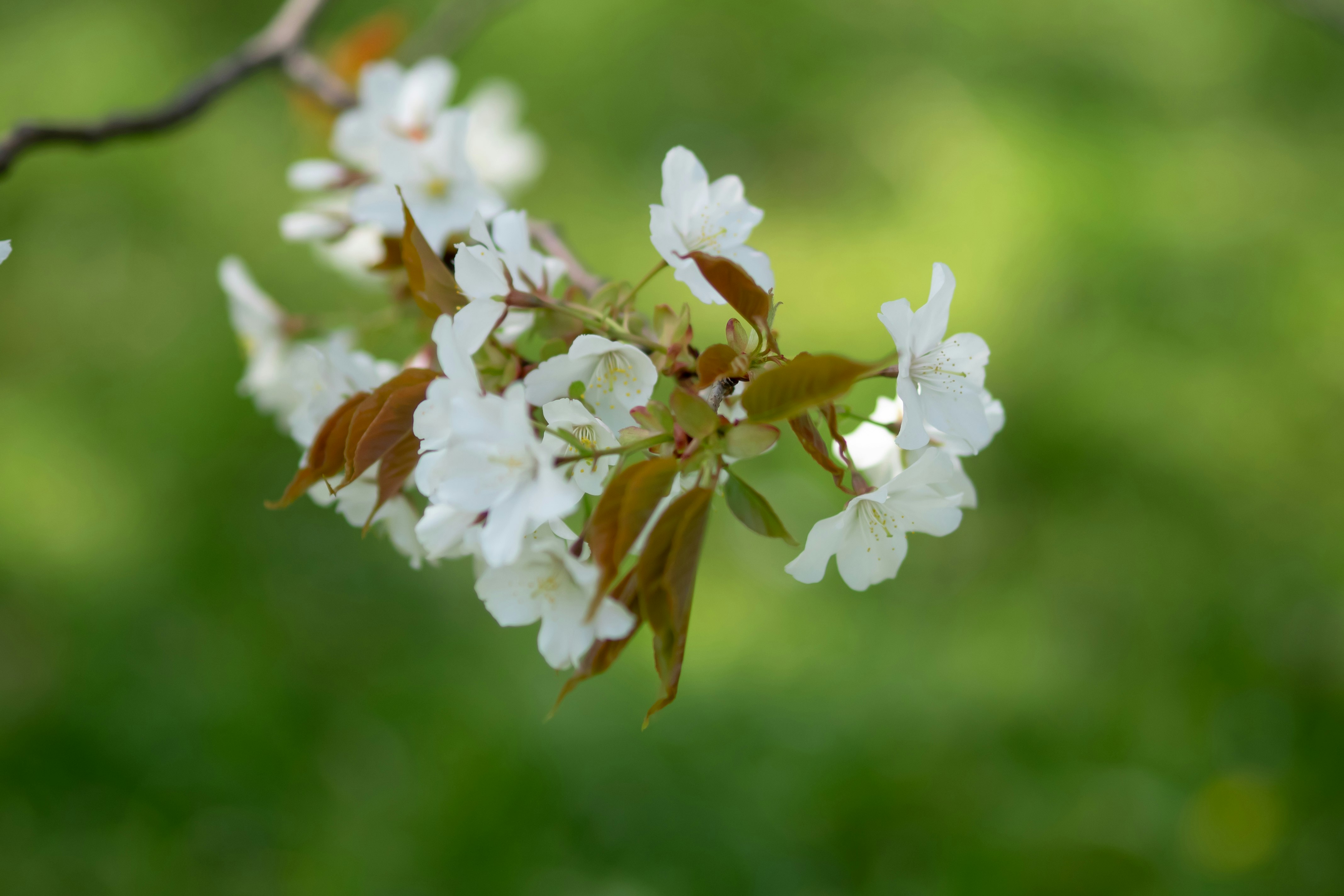 白い花と茶色い昆虫がとまる枝先