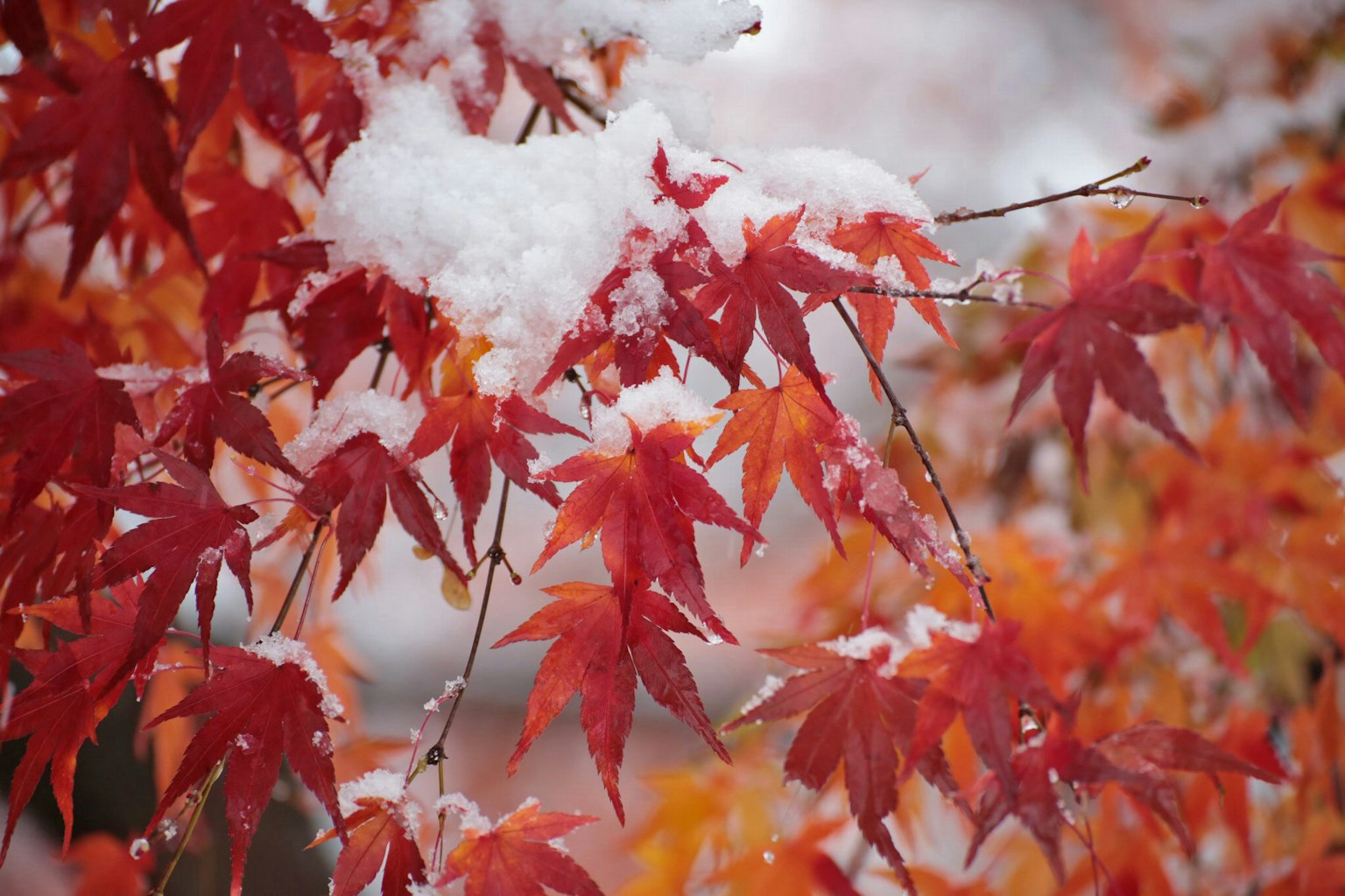 Beautiful autumn scene with red maple leaves covered in snow
