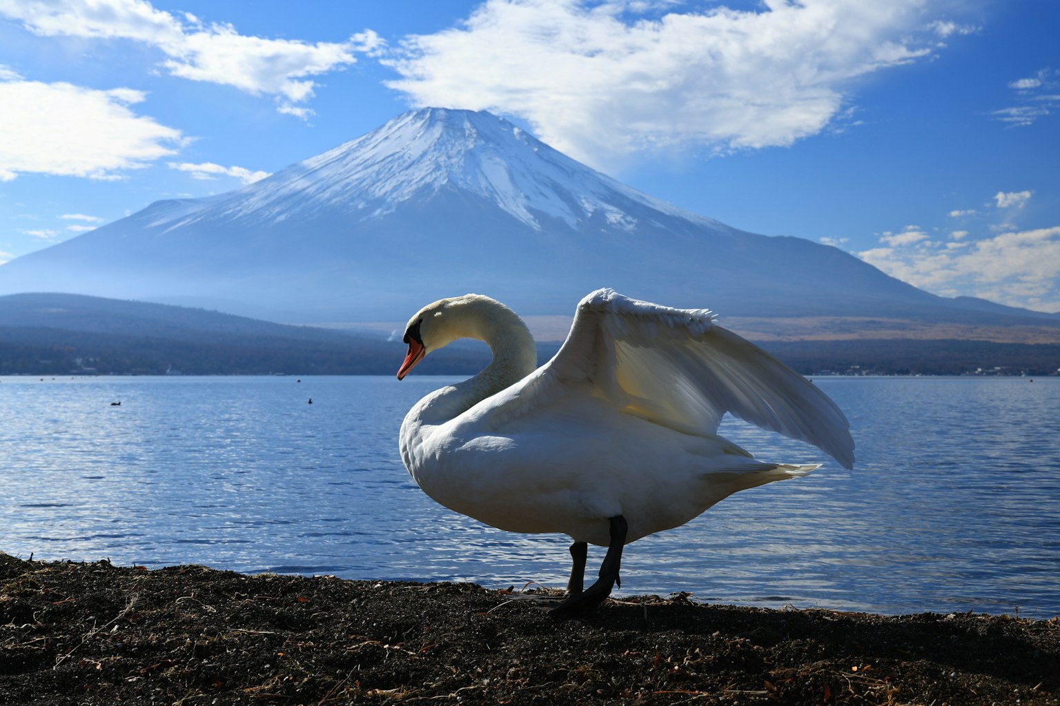 Seekor angsa mengembangkan sayapnya di tepi danau dengan Gunung Fuji di latar belakang
