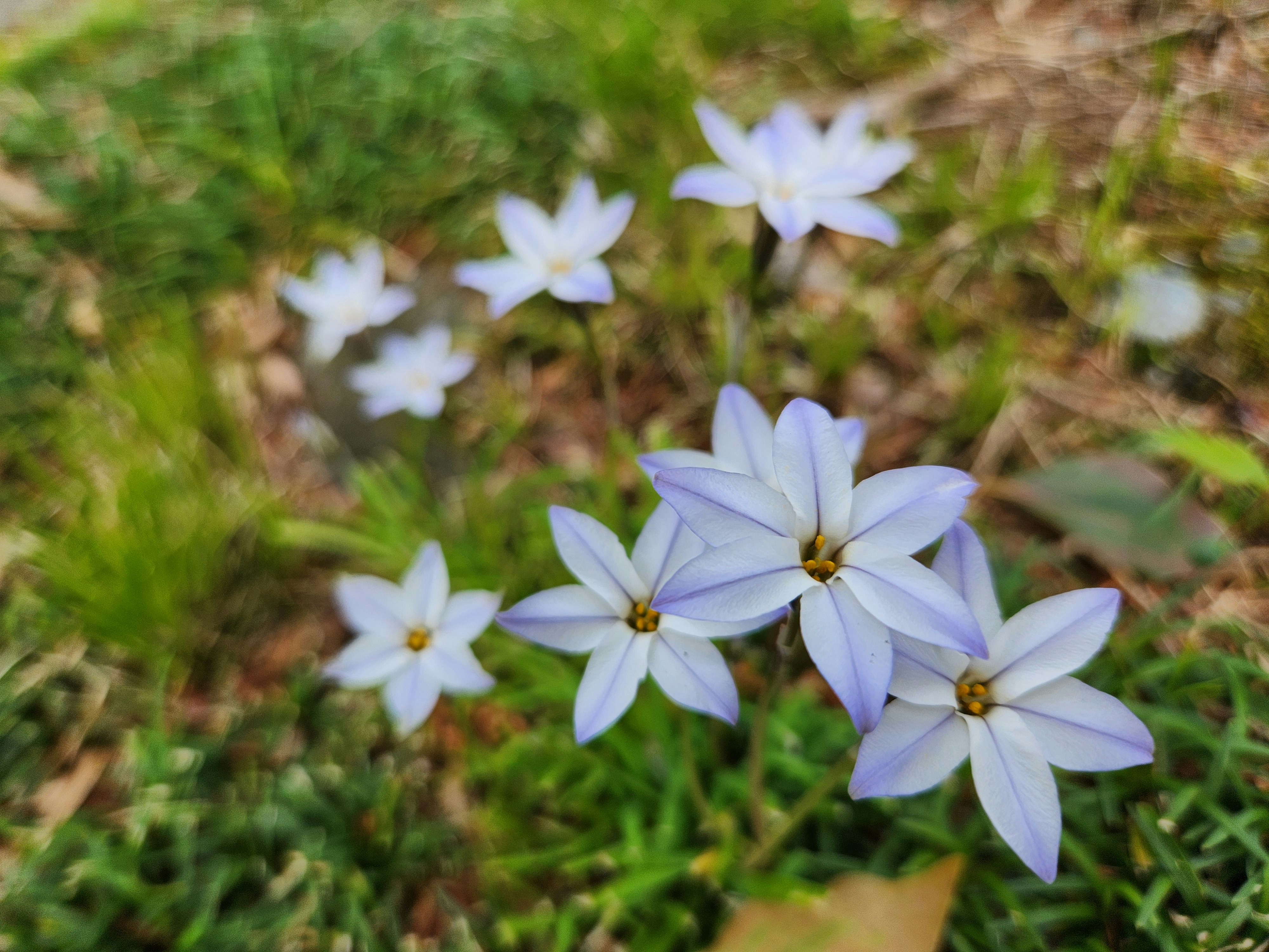 芝生の上に咲く青い花のクローズアップ