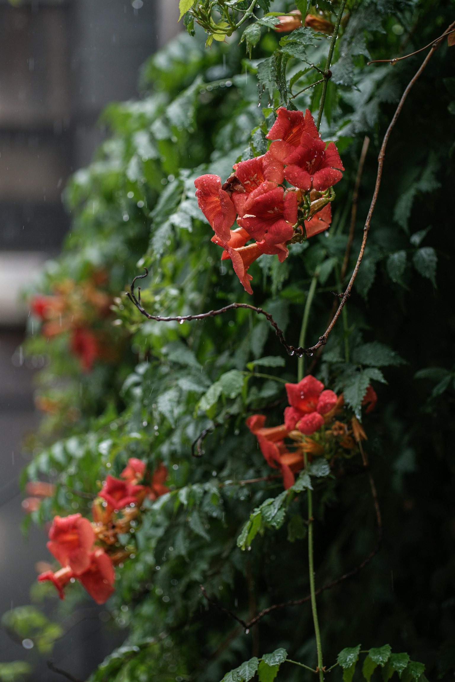 Fiori rossi circondati da foglie verdi in un ambiente naturale