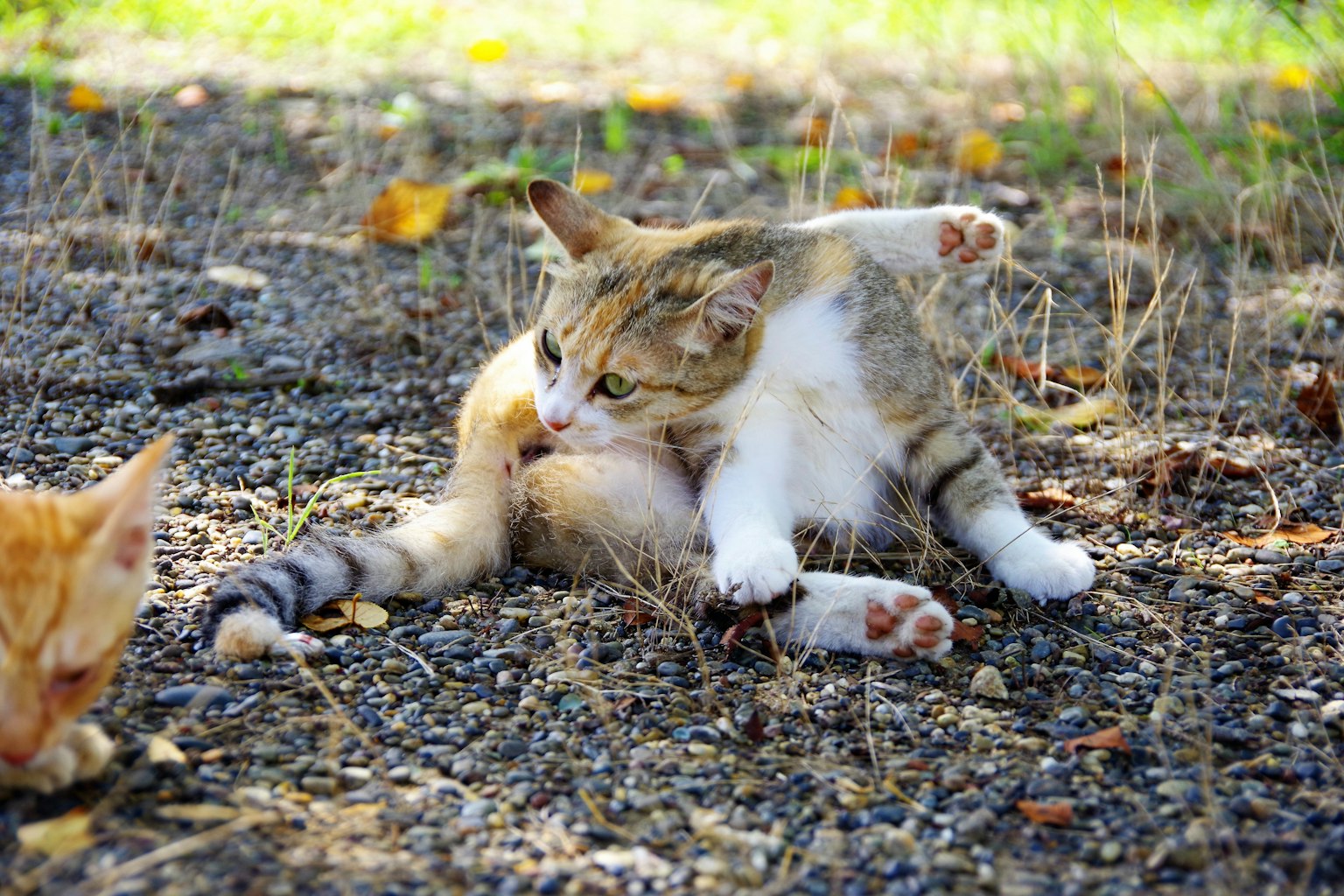 Un chat se toilettant sur un sol en gravier avec un autre chat à proximité