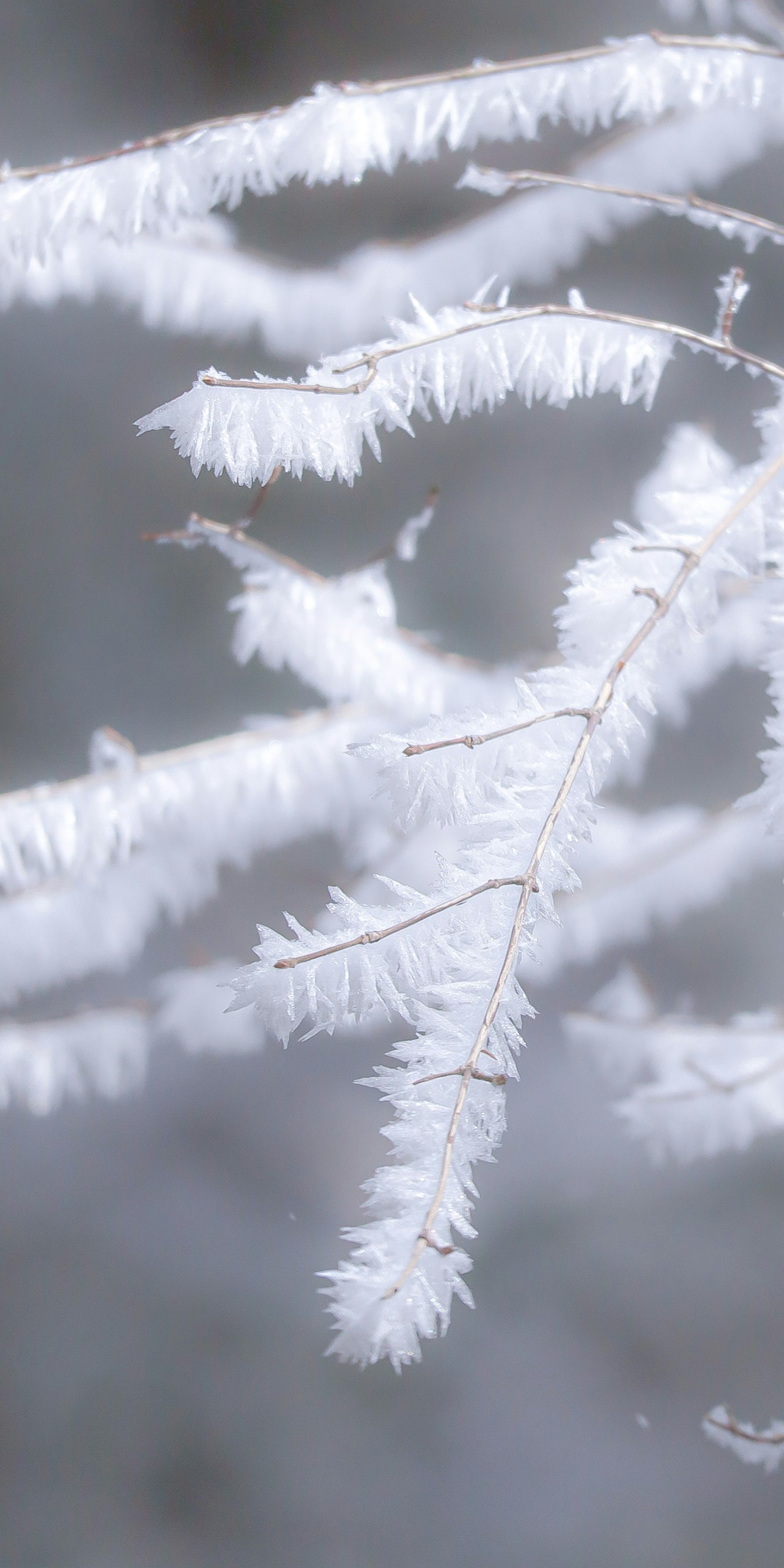 Gros plan de branches recouvertes de givre blanc