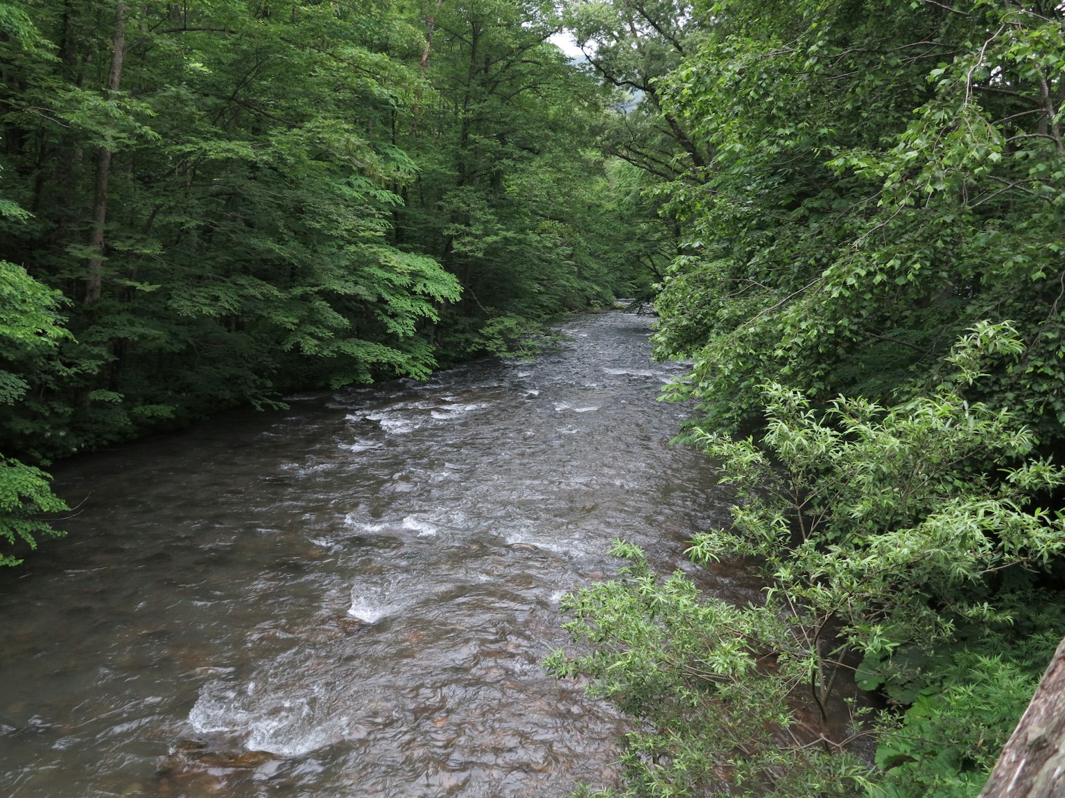 A flowing river surrounded by lush green forest