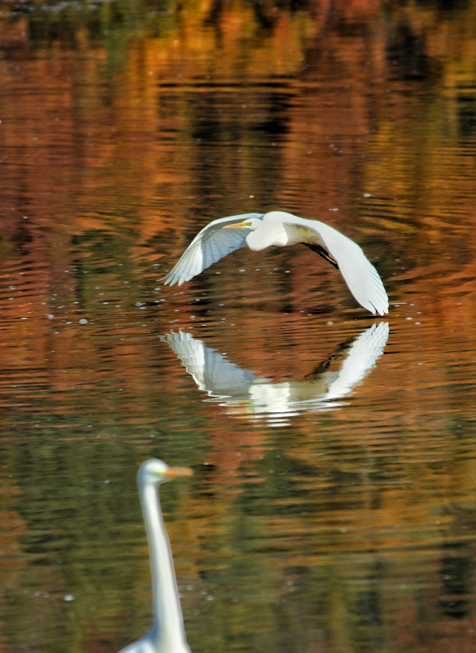 A white bird flying over a reflective water surface with autumn colors