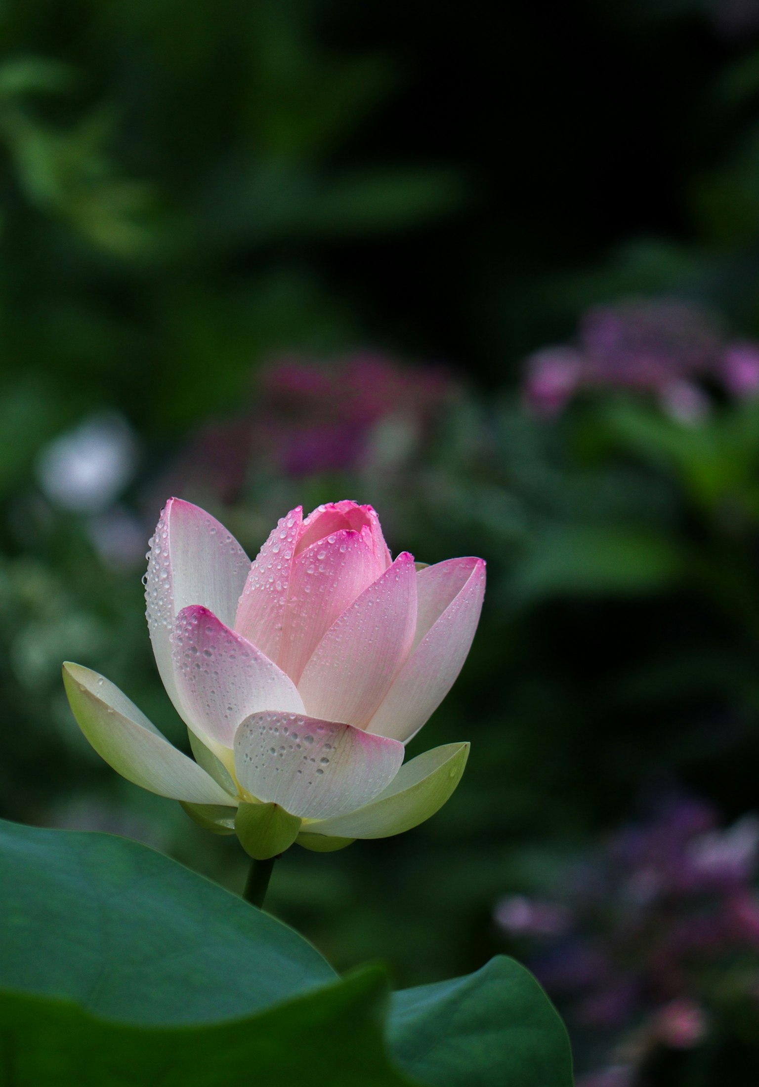 ดอกบัวงดงามบานอยู่ท่ามกลางใบไม้สีเขียว