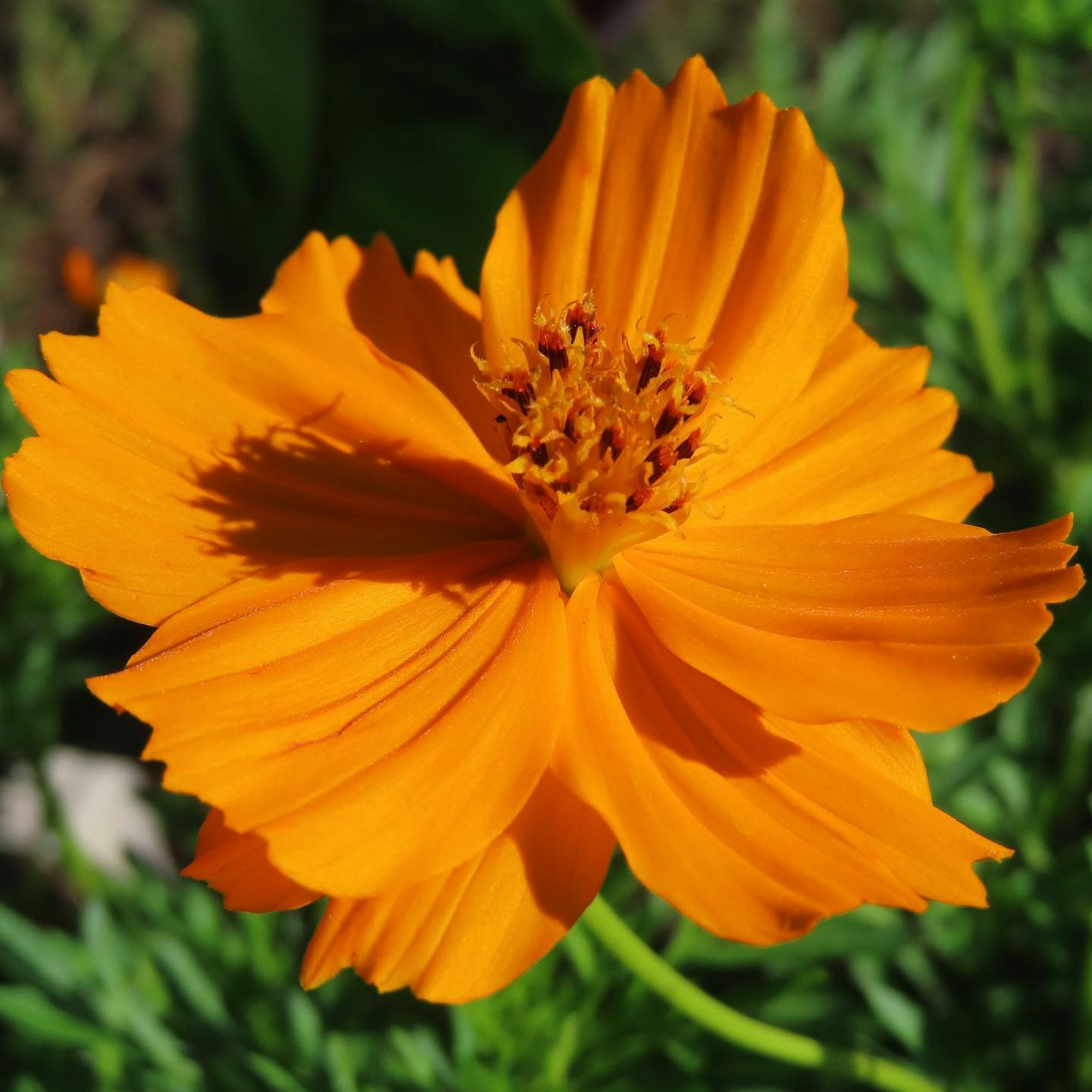 Flor naranja vibrante en plena floración