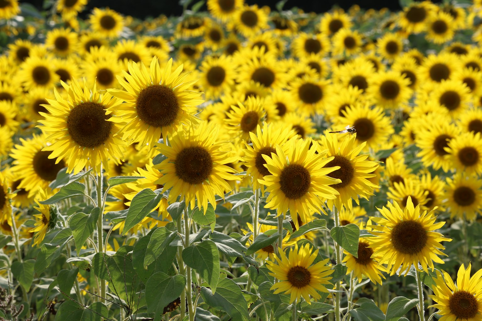 Champ de tournesols vibrant avec des fleurs jaunes éclatantes