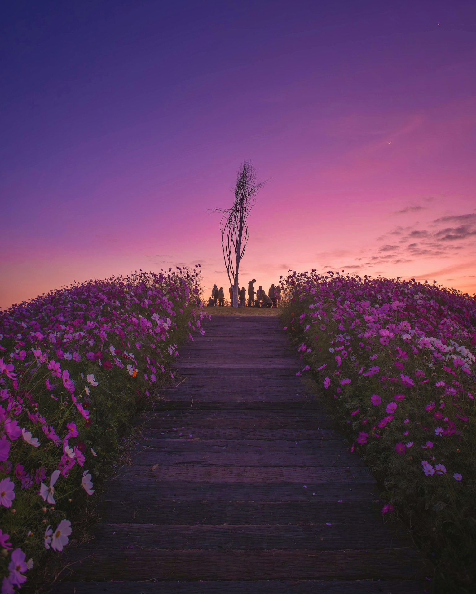 Beautiful scene of stairs flanked by blooming flowers and a purple sky