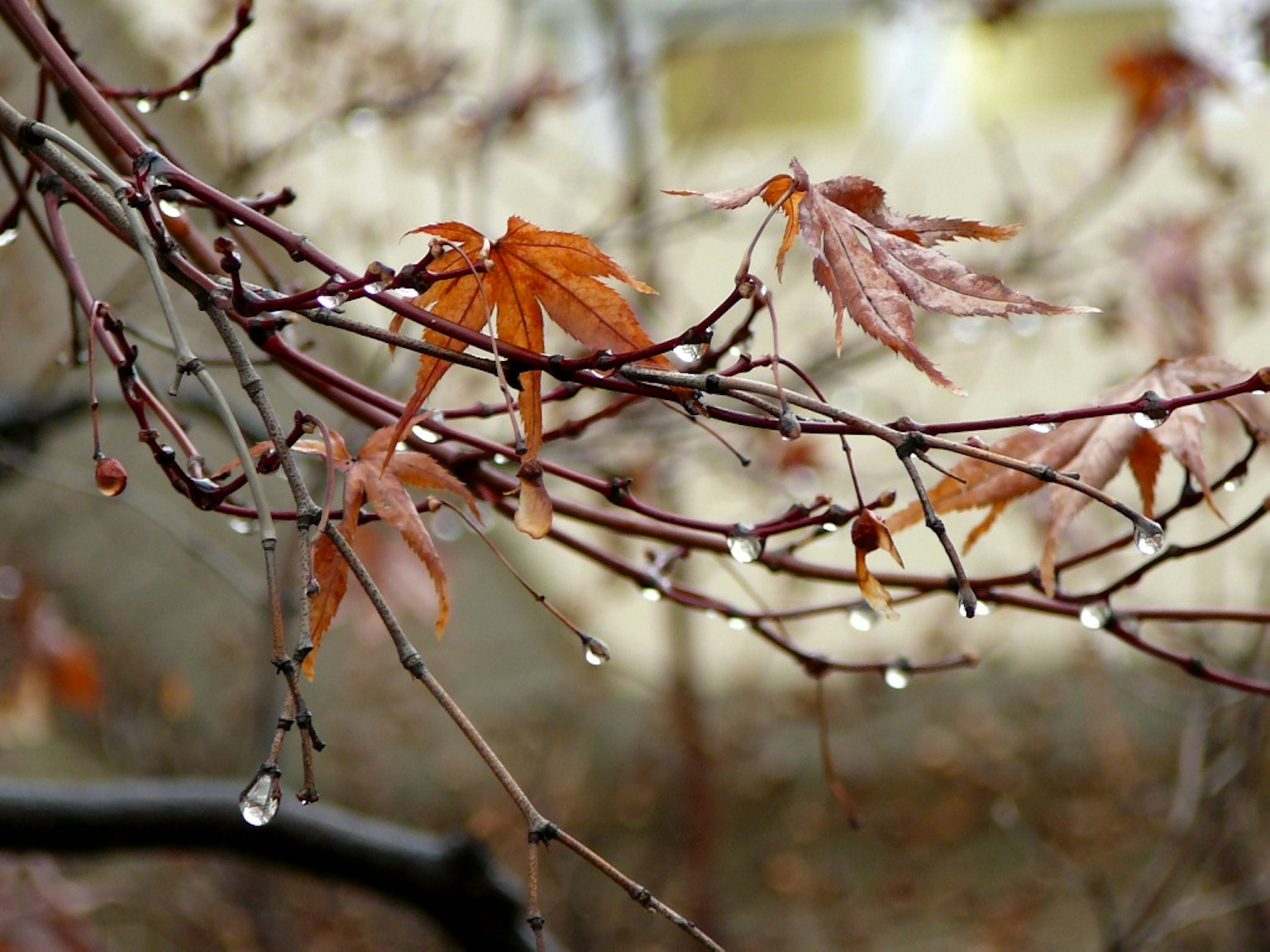 Branch with orange leaves and water droplets