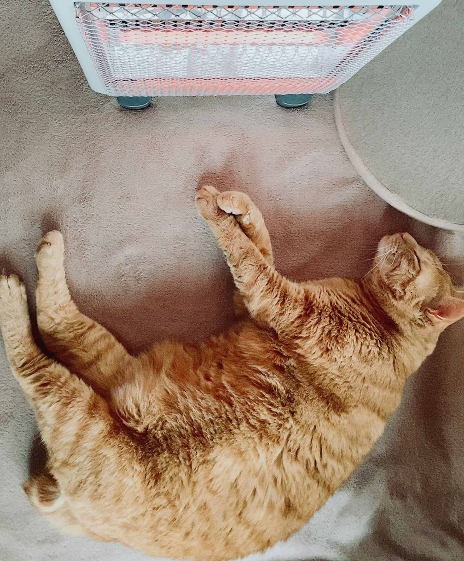 Kucing oranye yang sedang tidur di samping pemanas