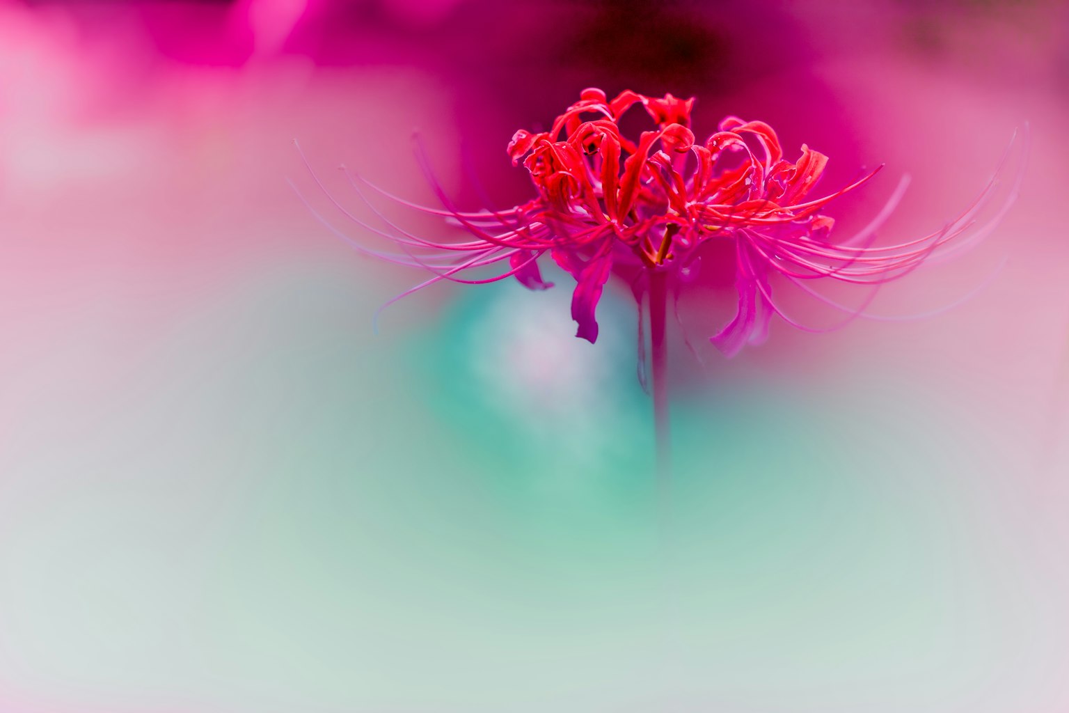 photo-6RLrE8fN6K9QjNn73zTj-image