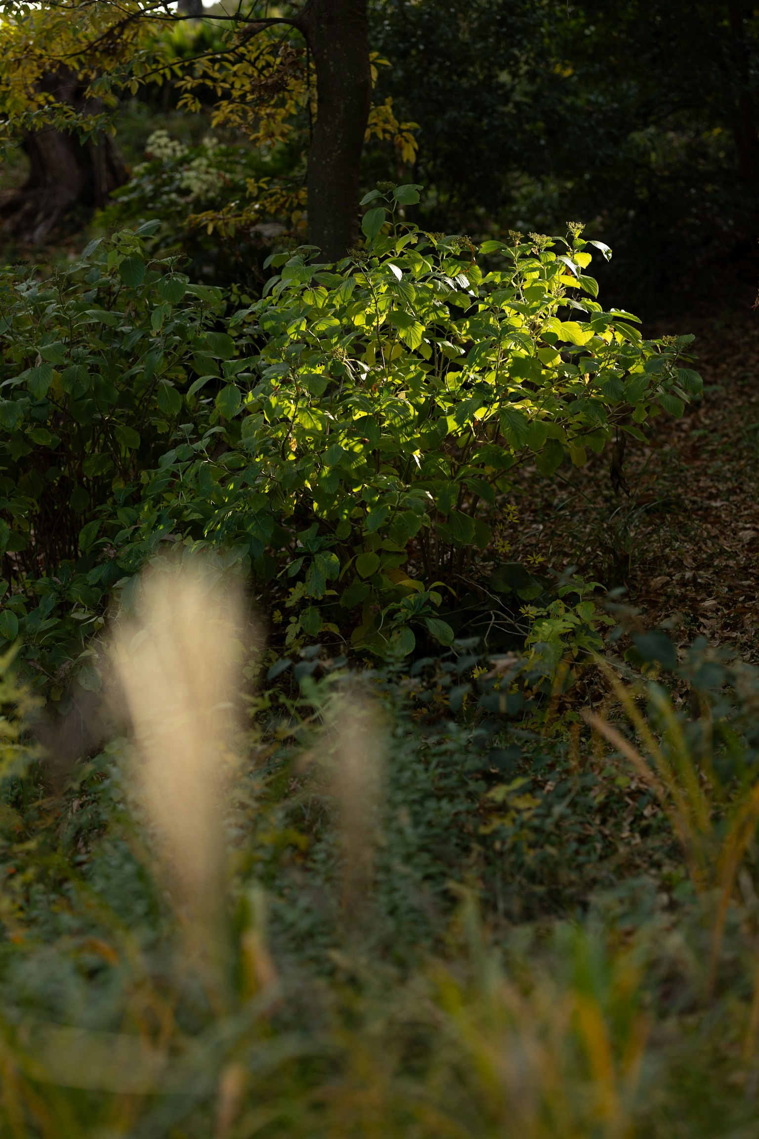 Scène naturelle avec des feuilles vertes et une lumière douce