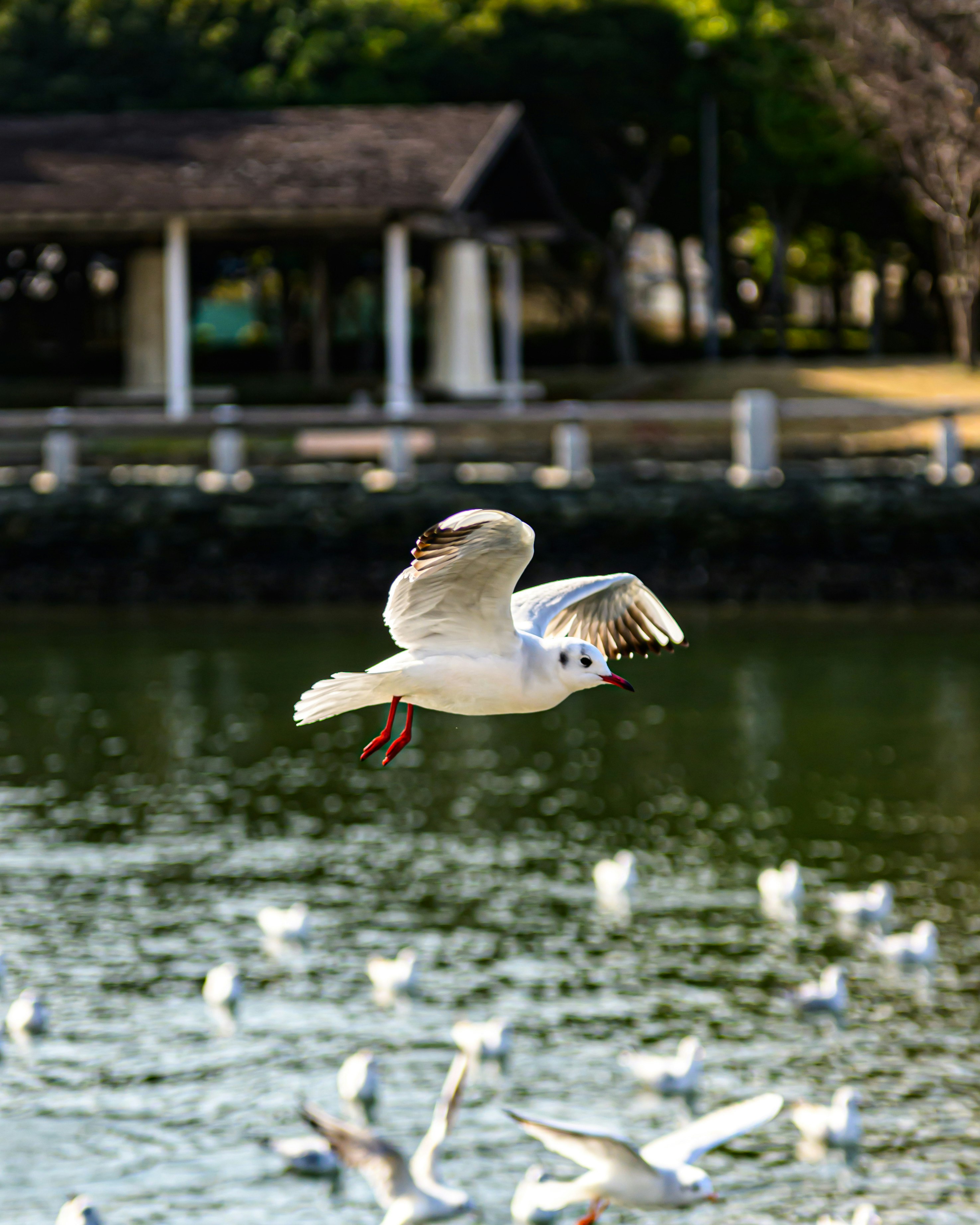 水面を飛ぶカモメの群れと背景の公園