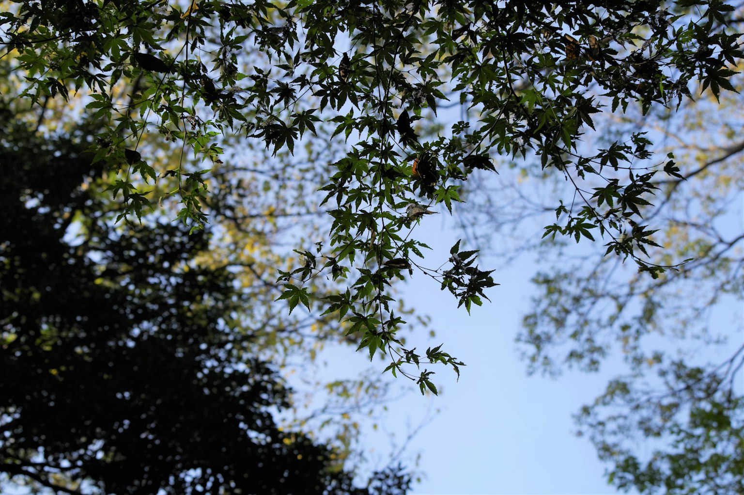 Silueta de hojas contra un cielo azul claro
